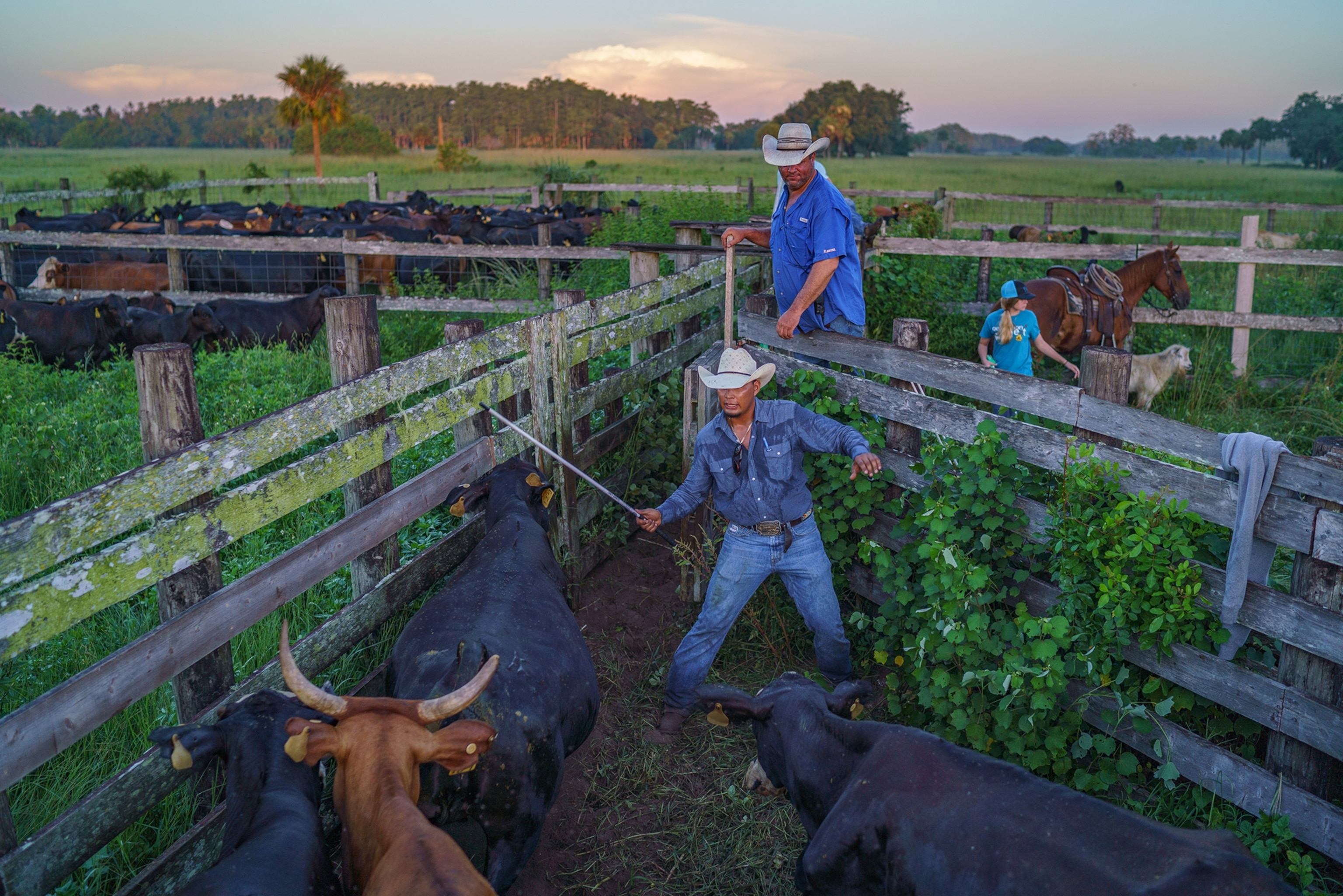 Picture of a cattle ranch in Florida