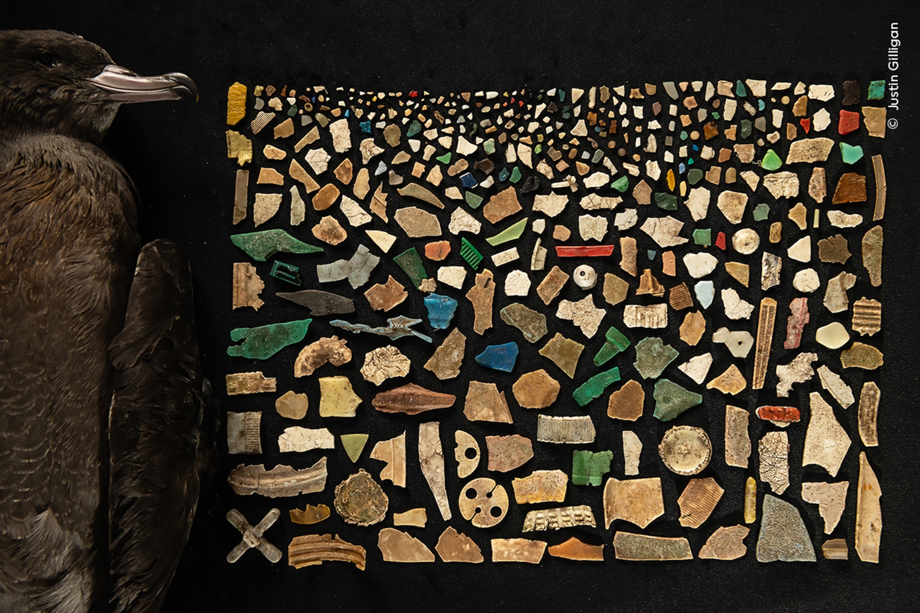 A bird aid on its side on a black background, bits of plastic are laid flat on next to its body.