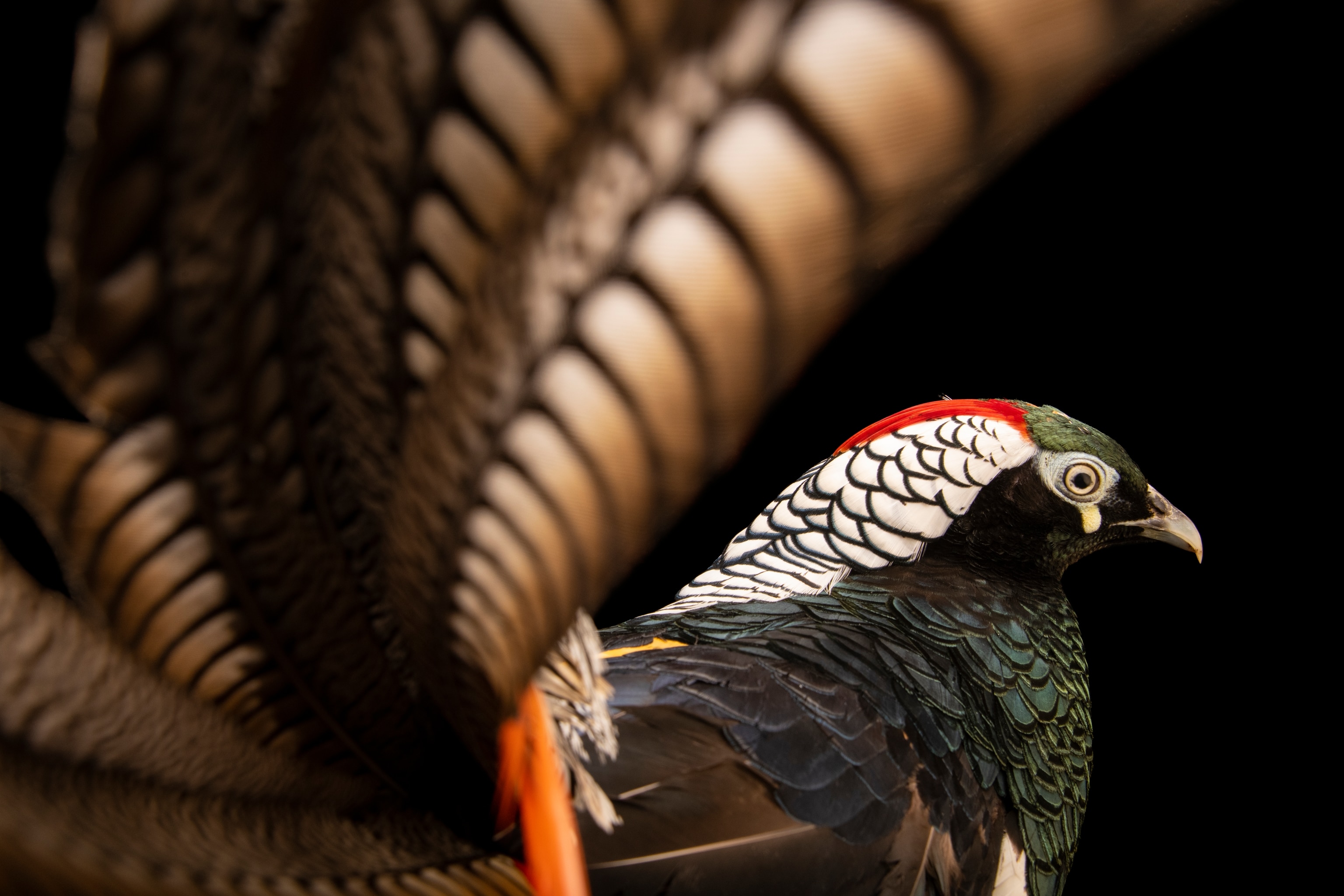 A Pheasents white and black feathers sweep the front of the camera lens framing the birds black white red and green feathers.
