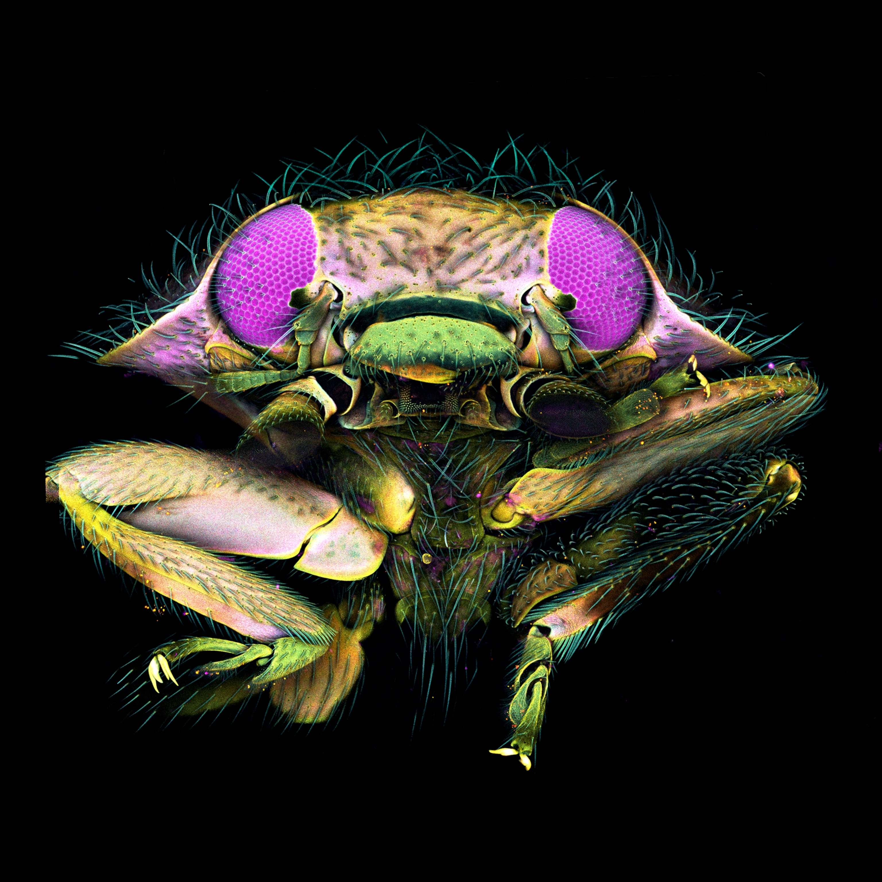 A face-on view of an alien-looking bug, with large purple eyes and an iridescent green-gold armored body dotted with coarse green hairs.