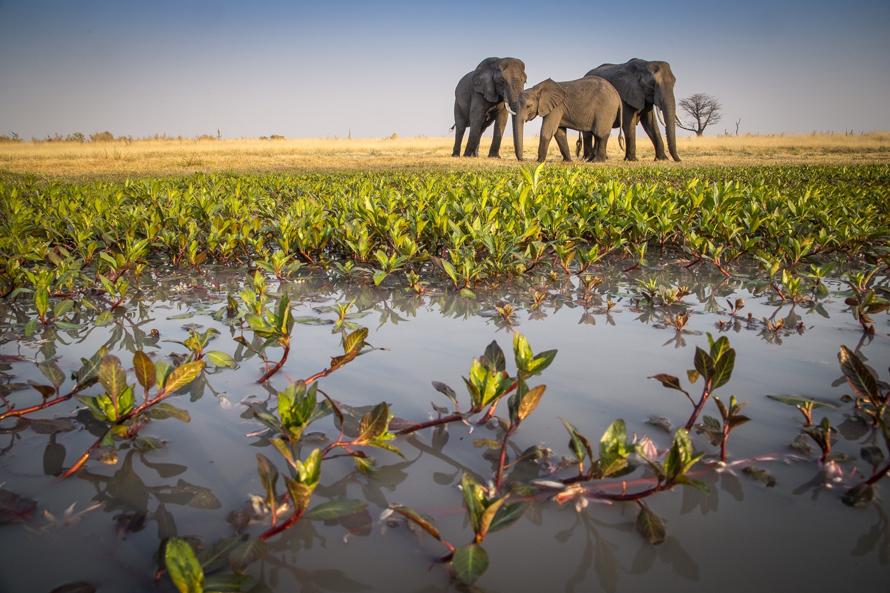 Elephants stand in a group on beautiful landscape.