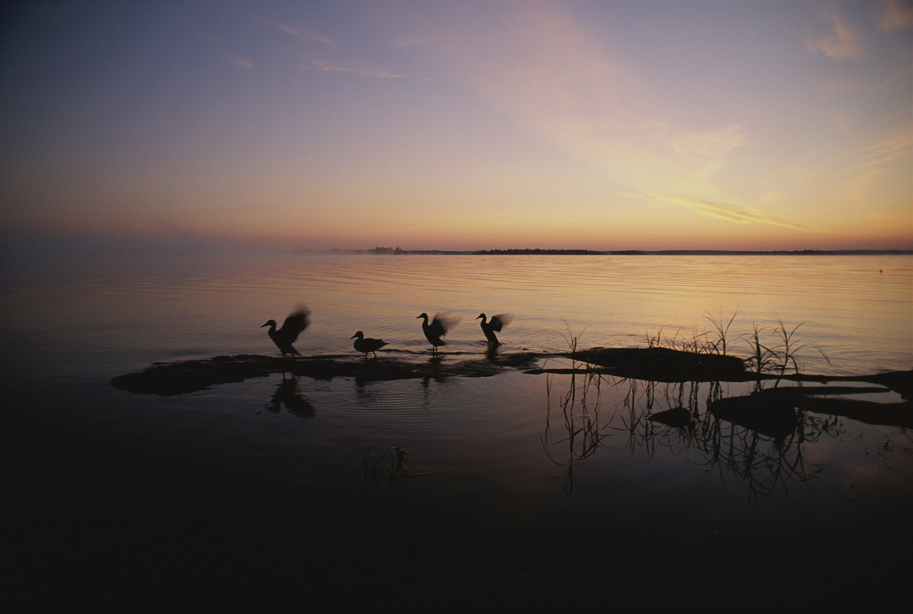 Silhouette of four ducks on lake at sunrise in Voyageurs National Park