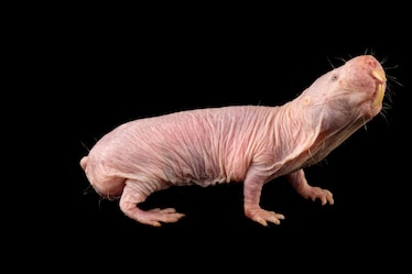a naked mole rat