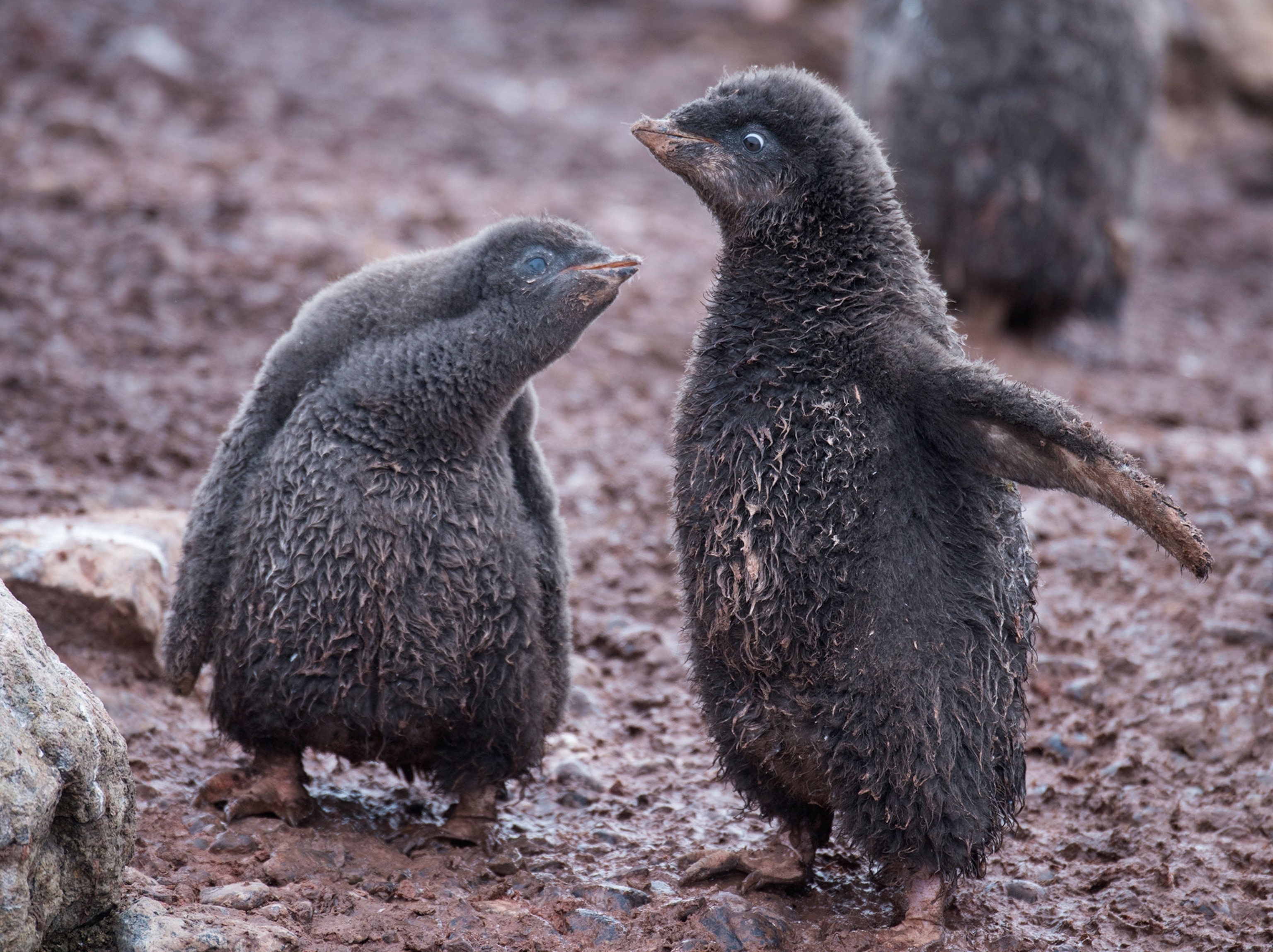 Adelie Penguin (Pygosceis adeliae) Chicks, Antarctica