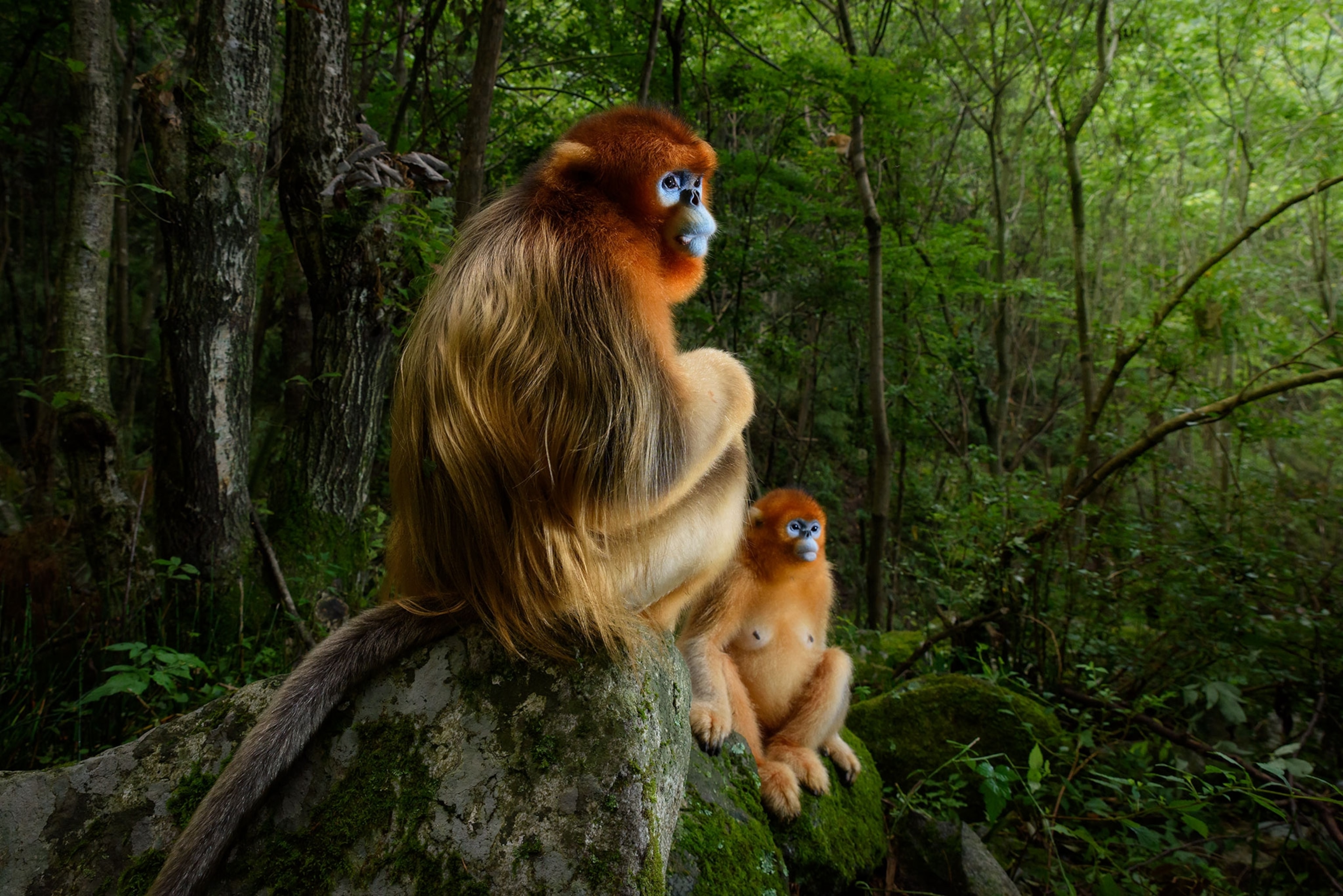 a male Qinling golden snub-nosed monkey resting briefly on a stone seat