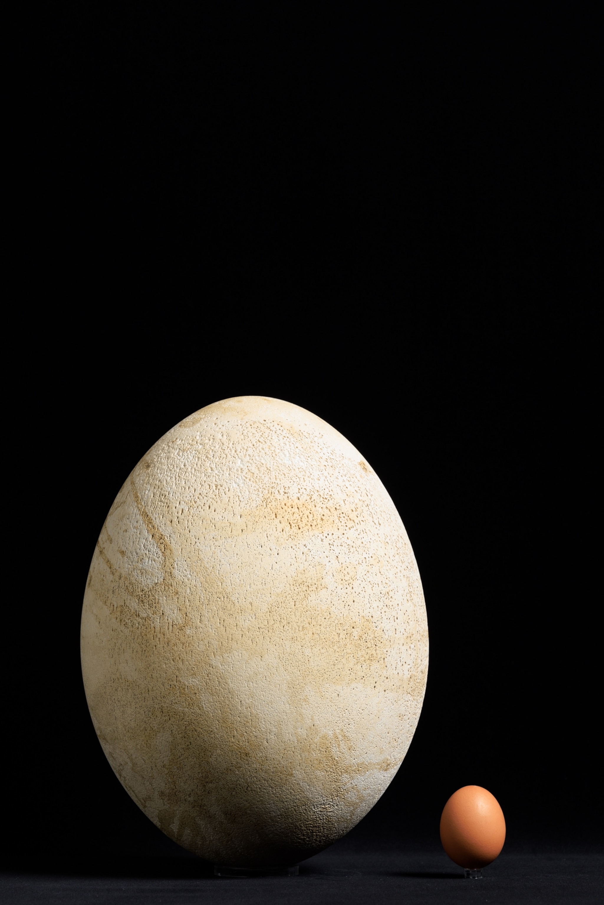Huge egg next to chicken egg on black background.