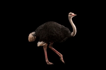 an ostrich