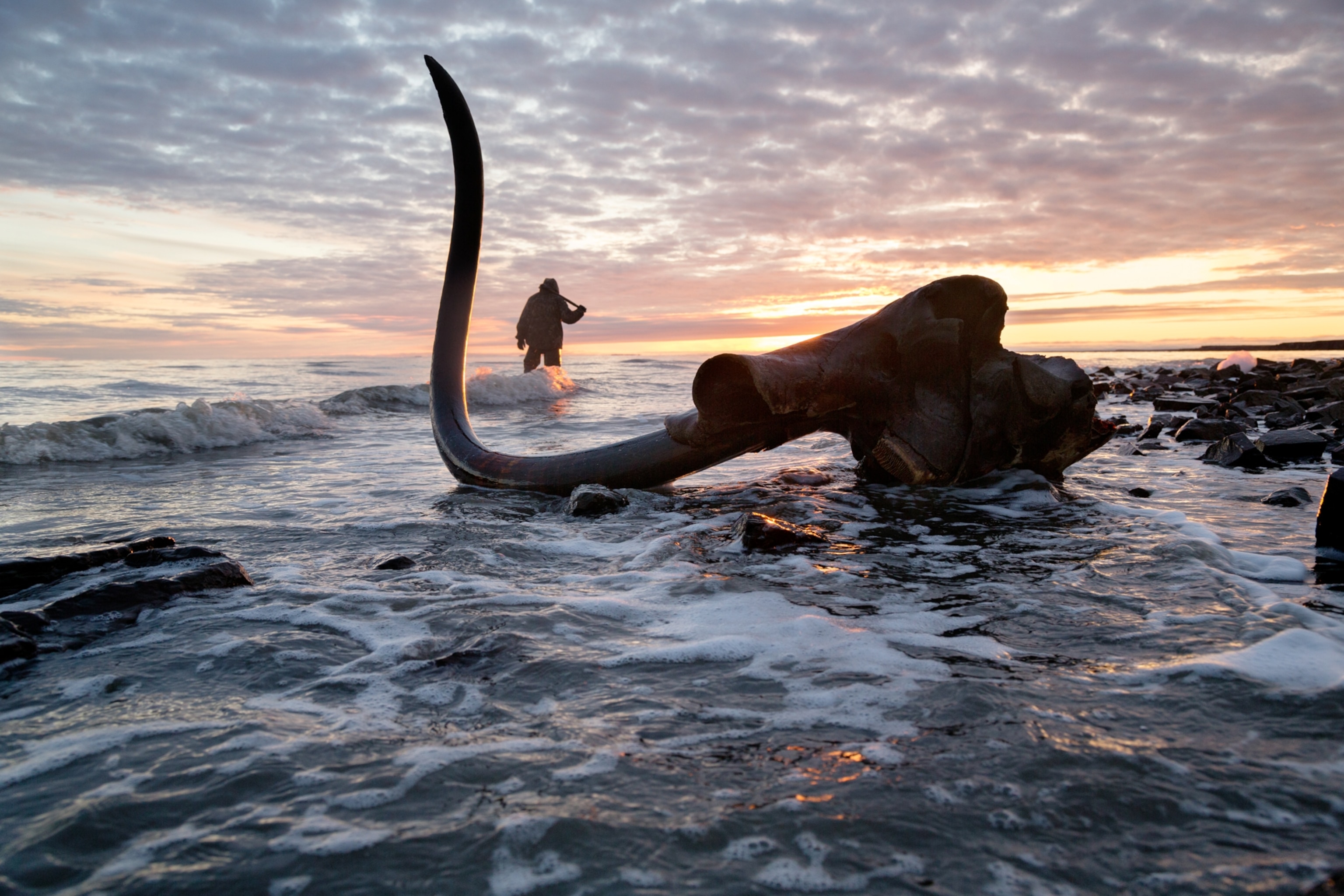 A mammoth skull with a tusk still intact, seen in shallow waters along a rocky beach, the sun sitting low on the horizon and casting golden hues of light.