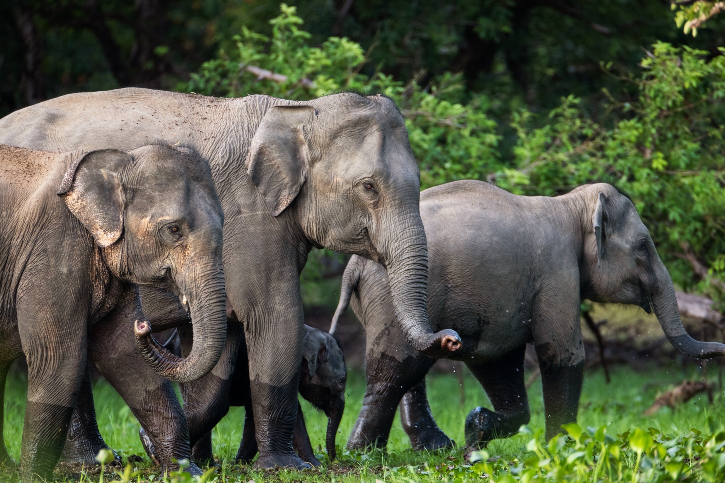 Picture of three elephants.