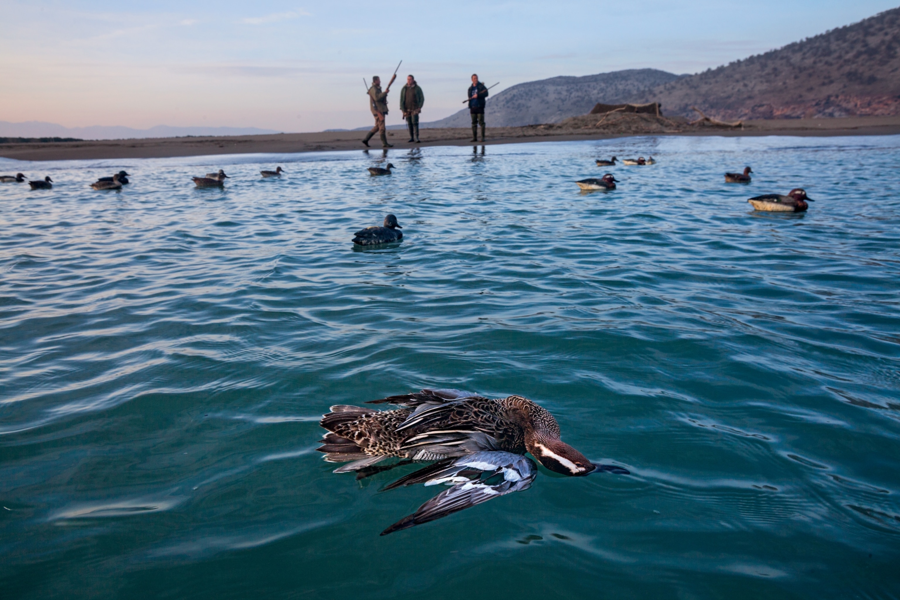 a dead garganey floating among lifelike decoys that lured it within shooting range