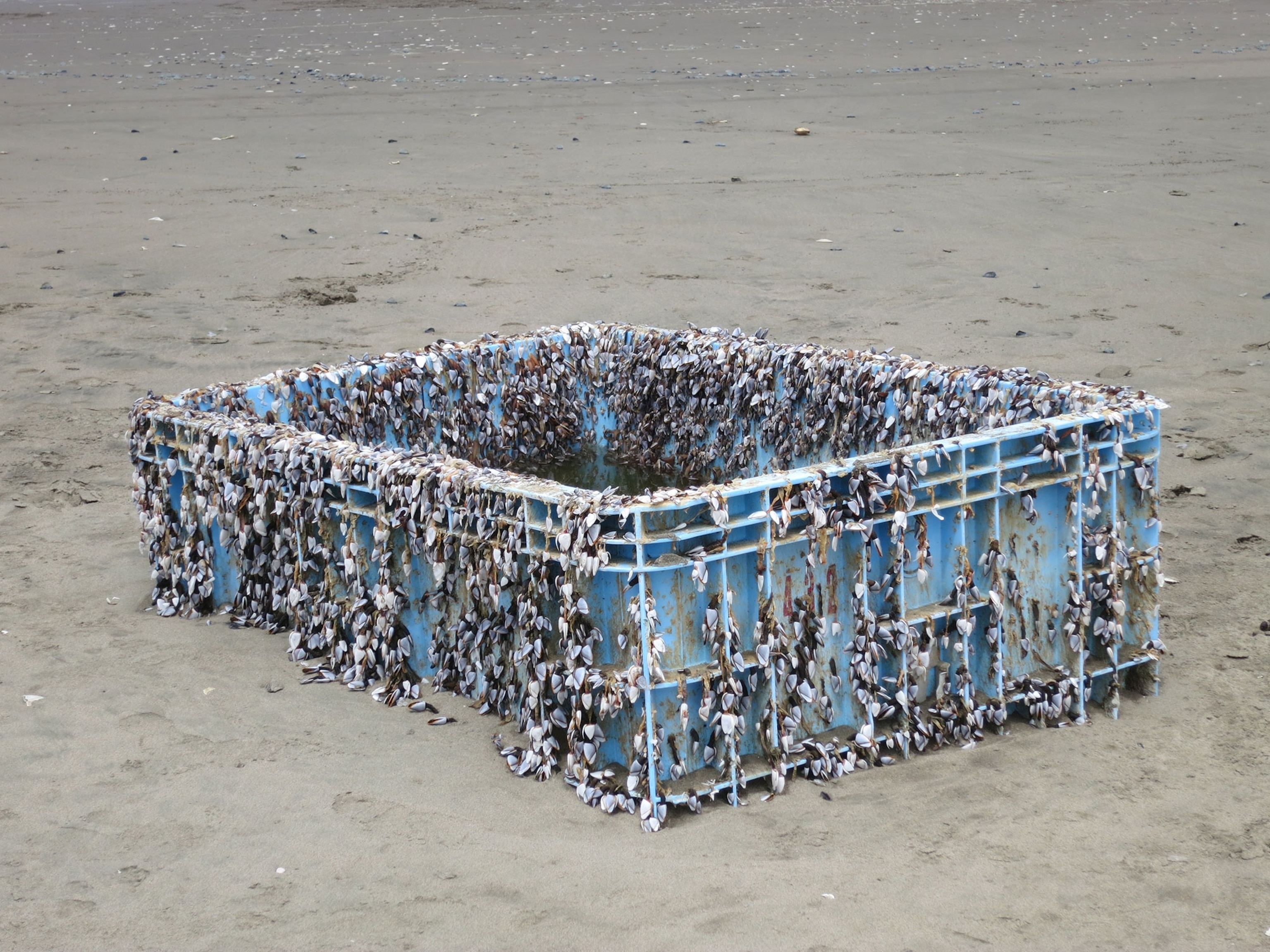 Pelagic gooseneck barnacles on a plastic bin