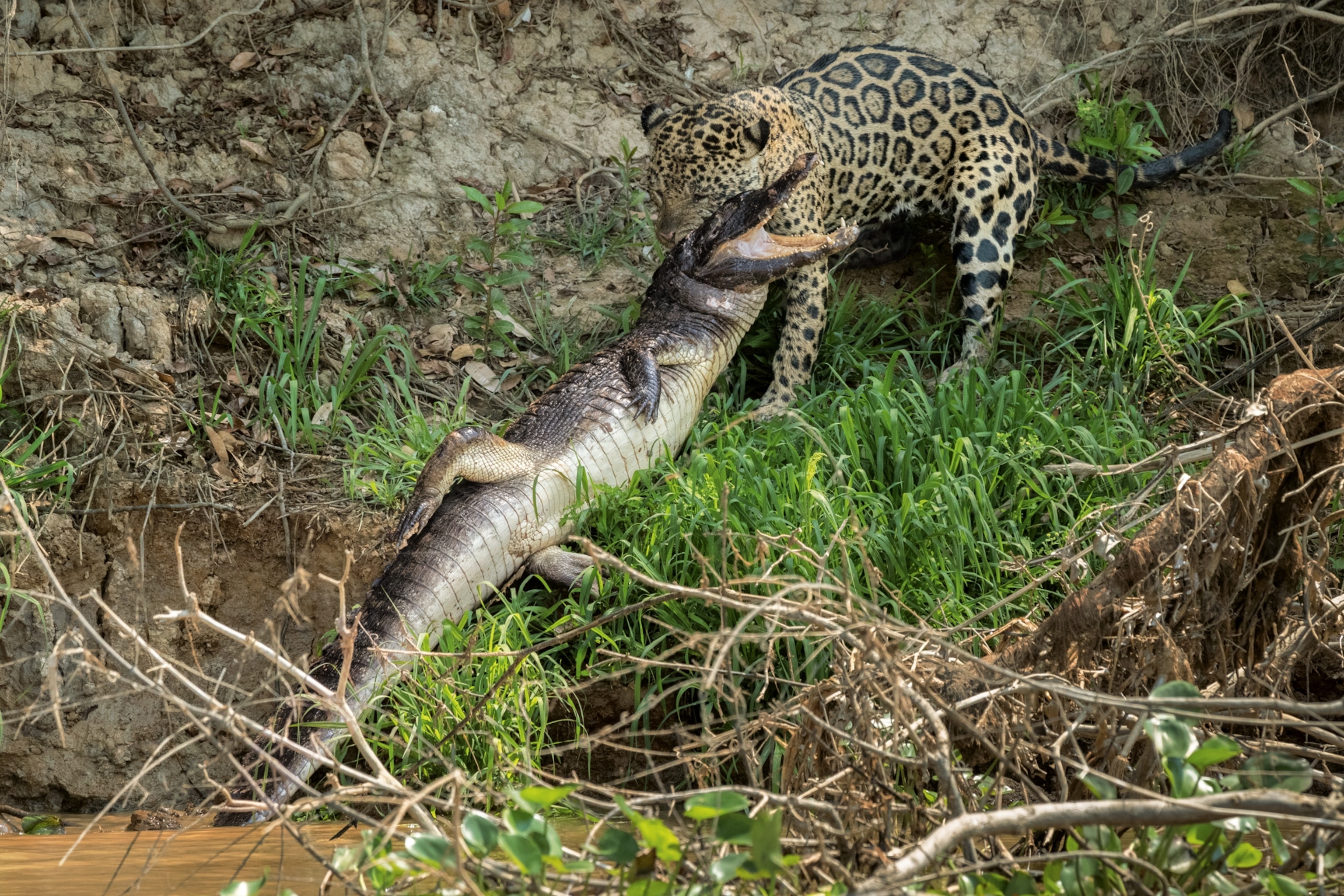 a jaguar pulling out from the water a caiman he successfully was able to hunt