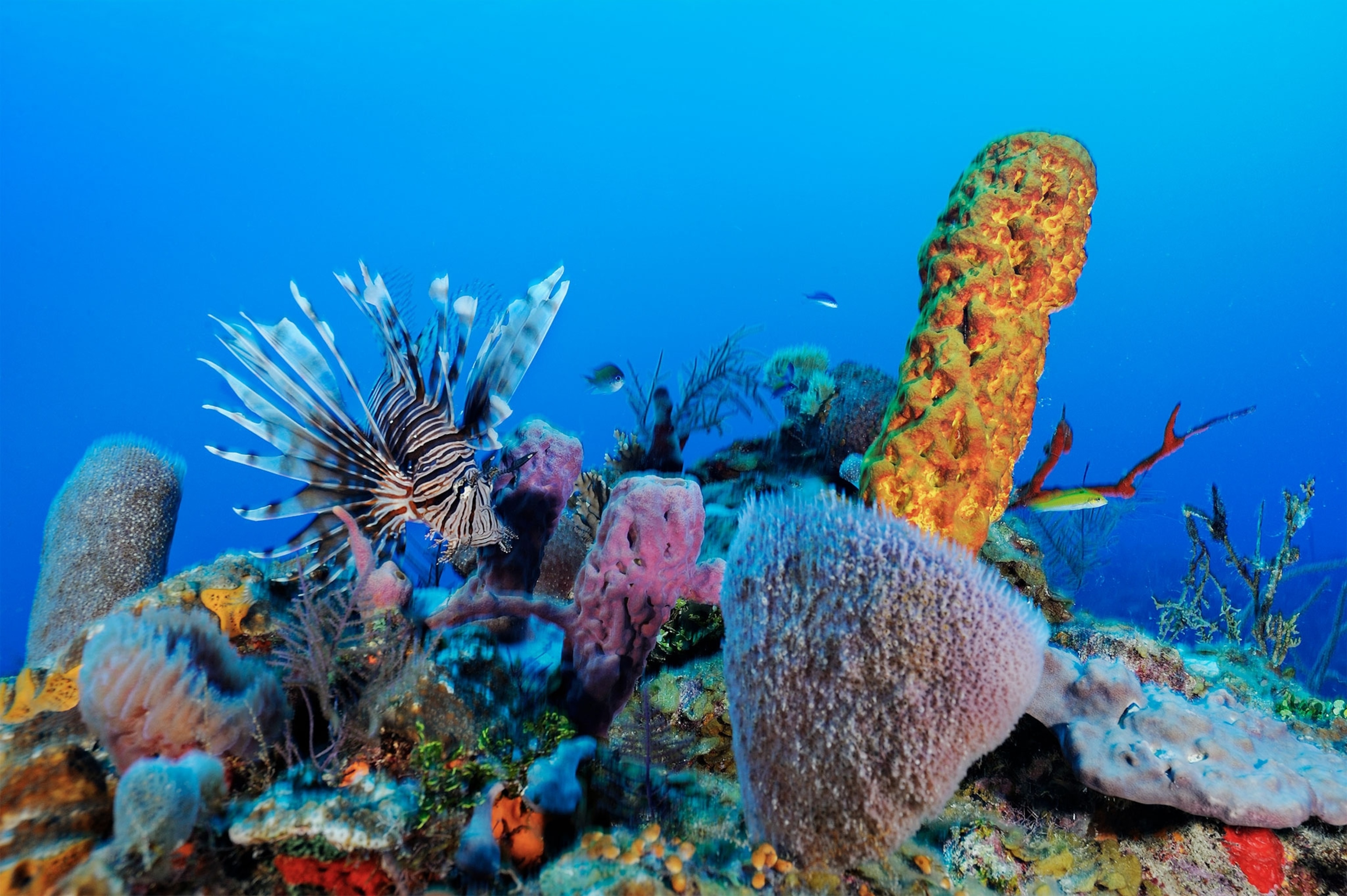 coral off the coast of Belize