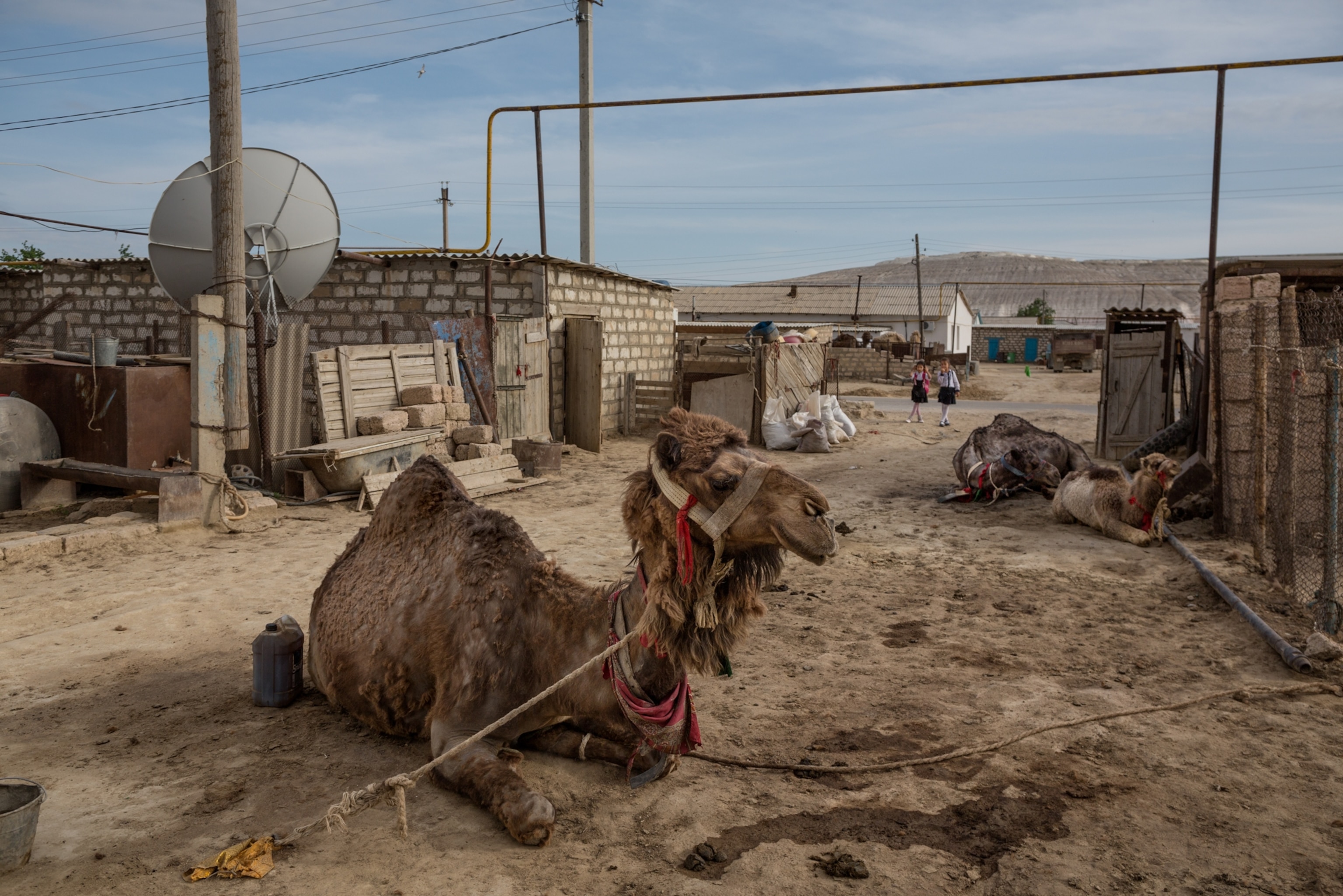 camels laying down in a village in Kazakhstan