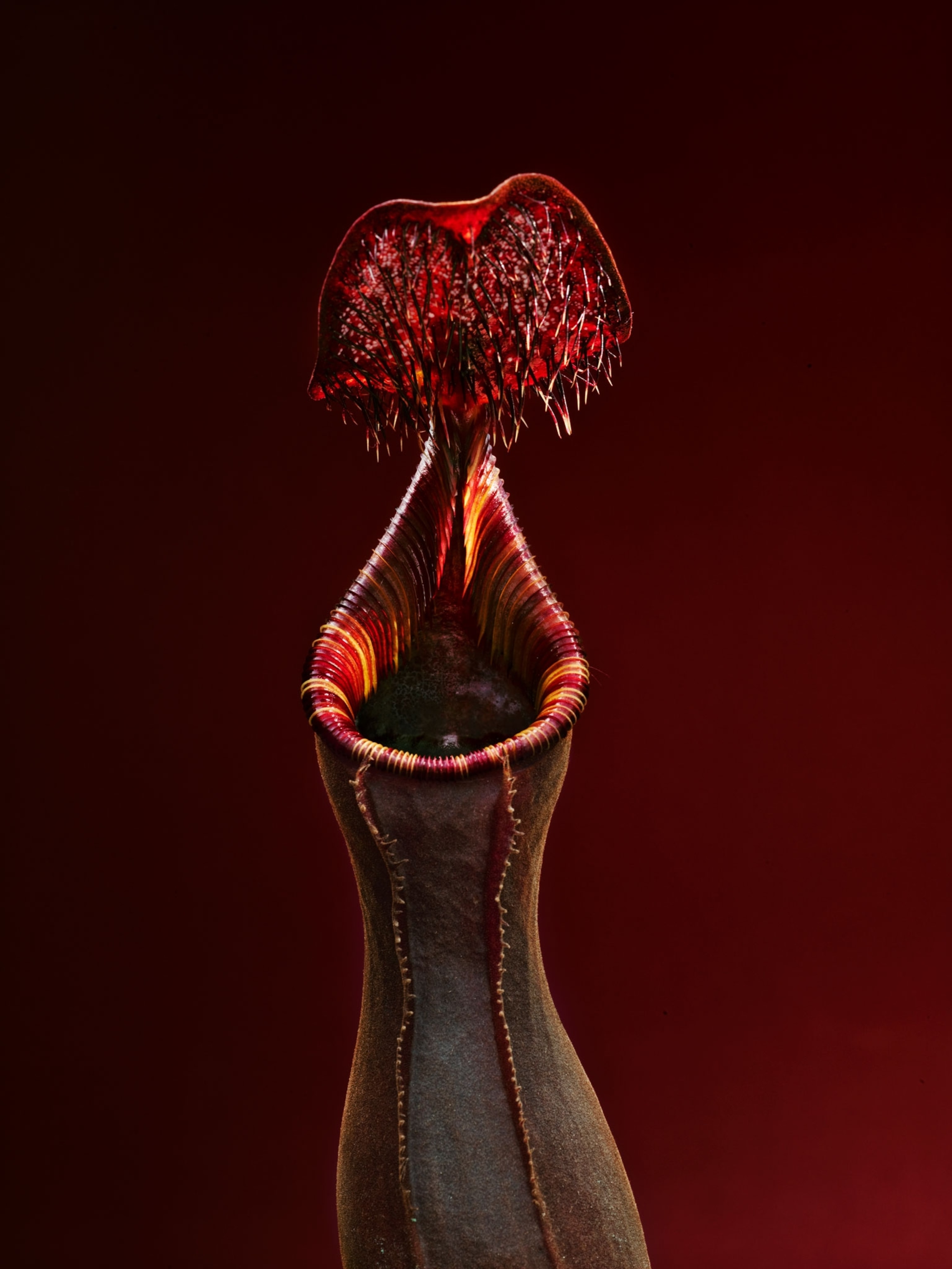 a red pitcher plant on a maroon background