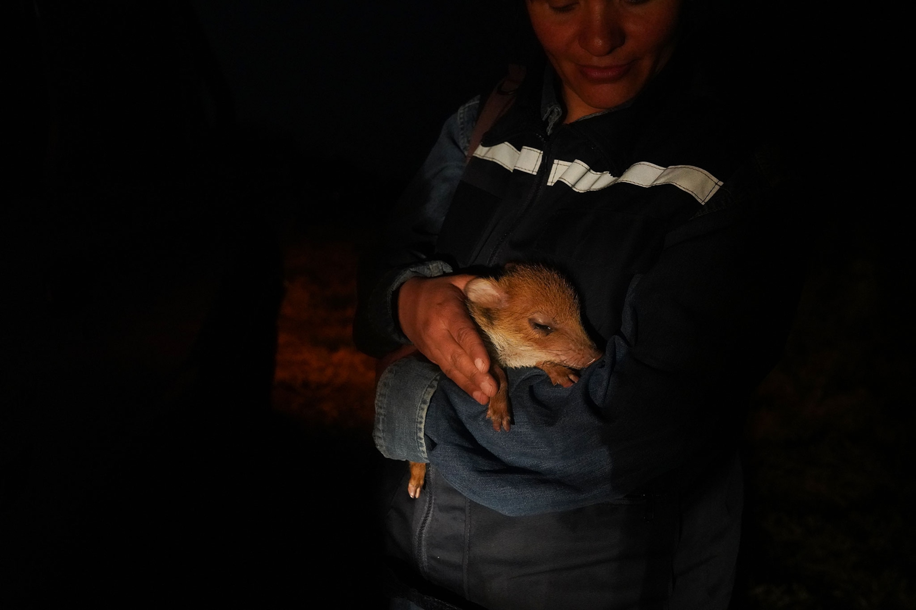 a baby pig rescued from the fires