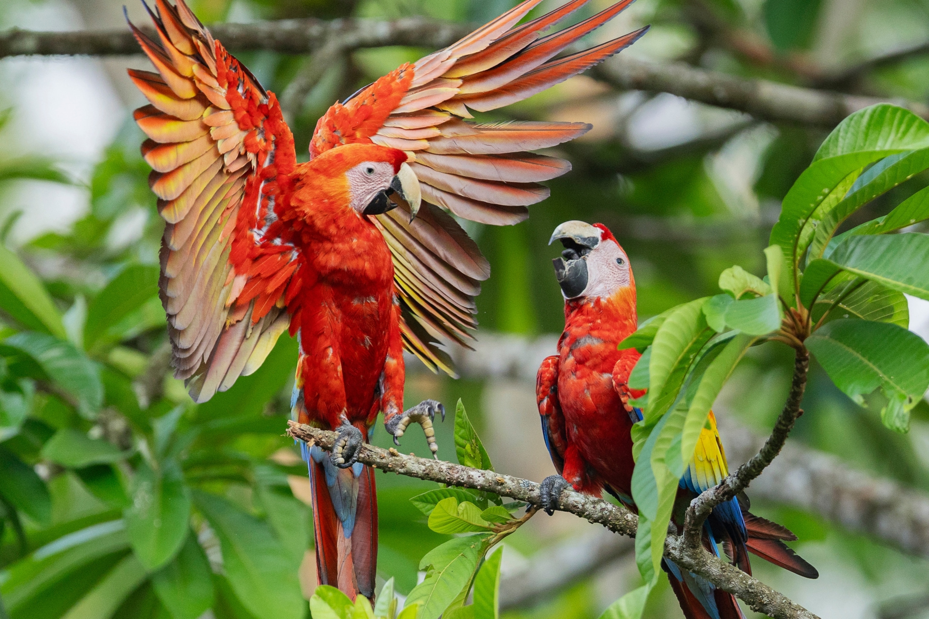Two Macaws perched on a branch one with it's with outstretched.