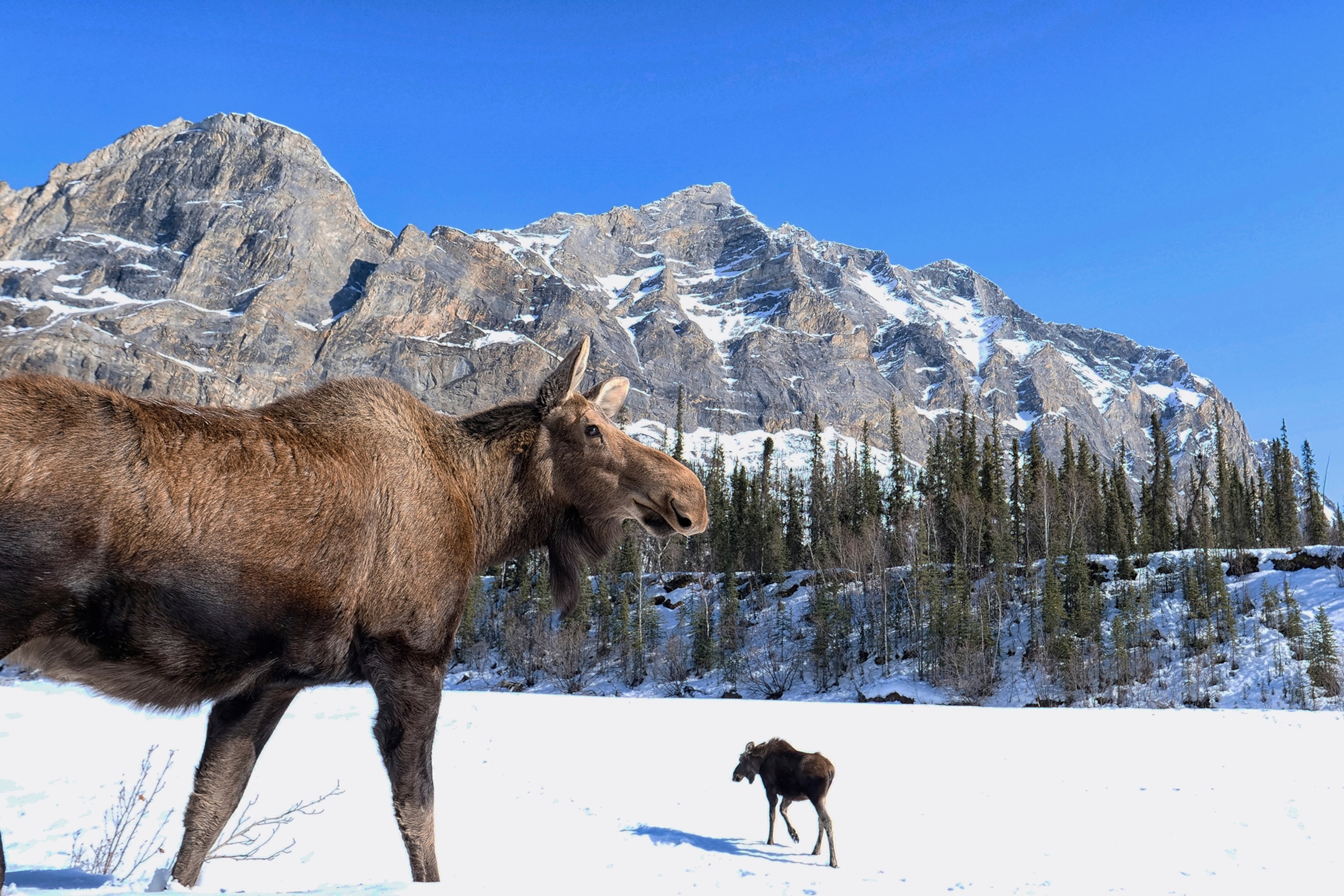 Two moose on a snowy landscape.