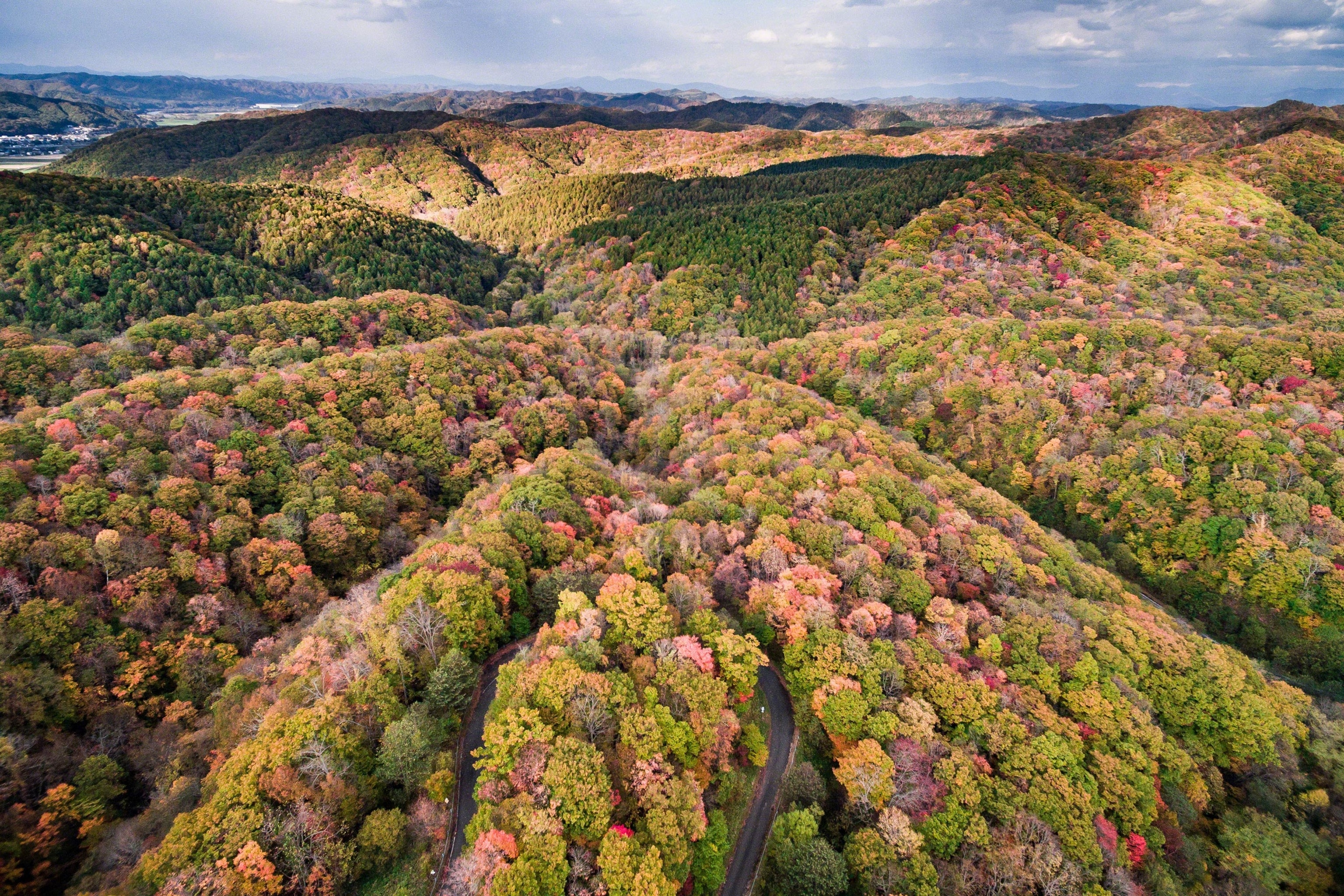 trees in autumn