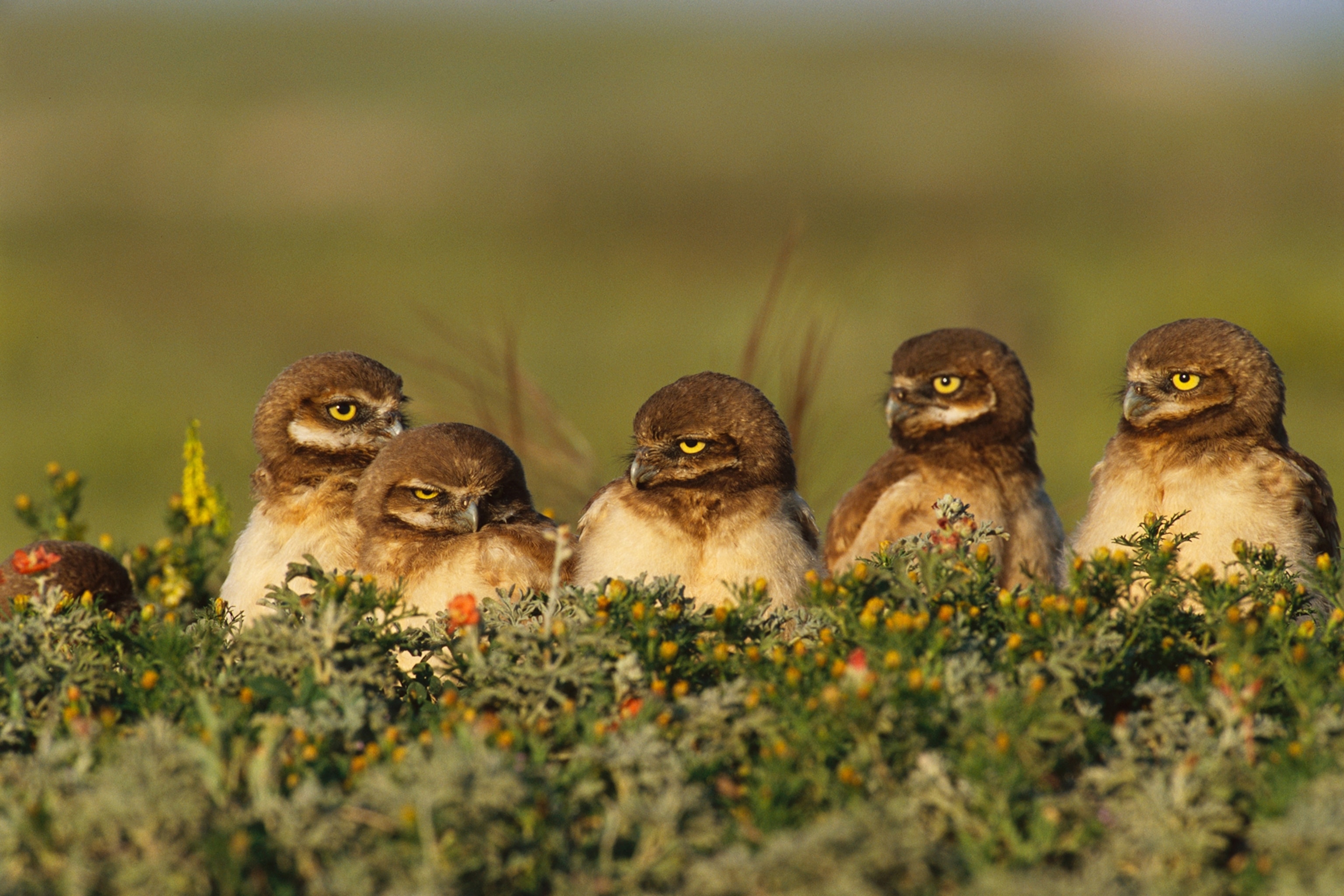 A group of baby owl chicks have brown and yellow feather sit in a green bush