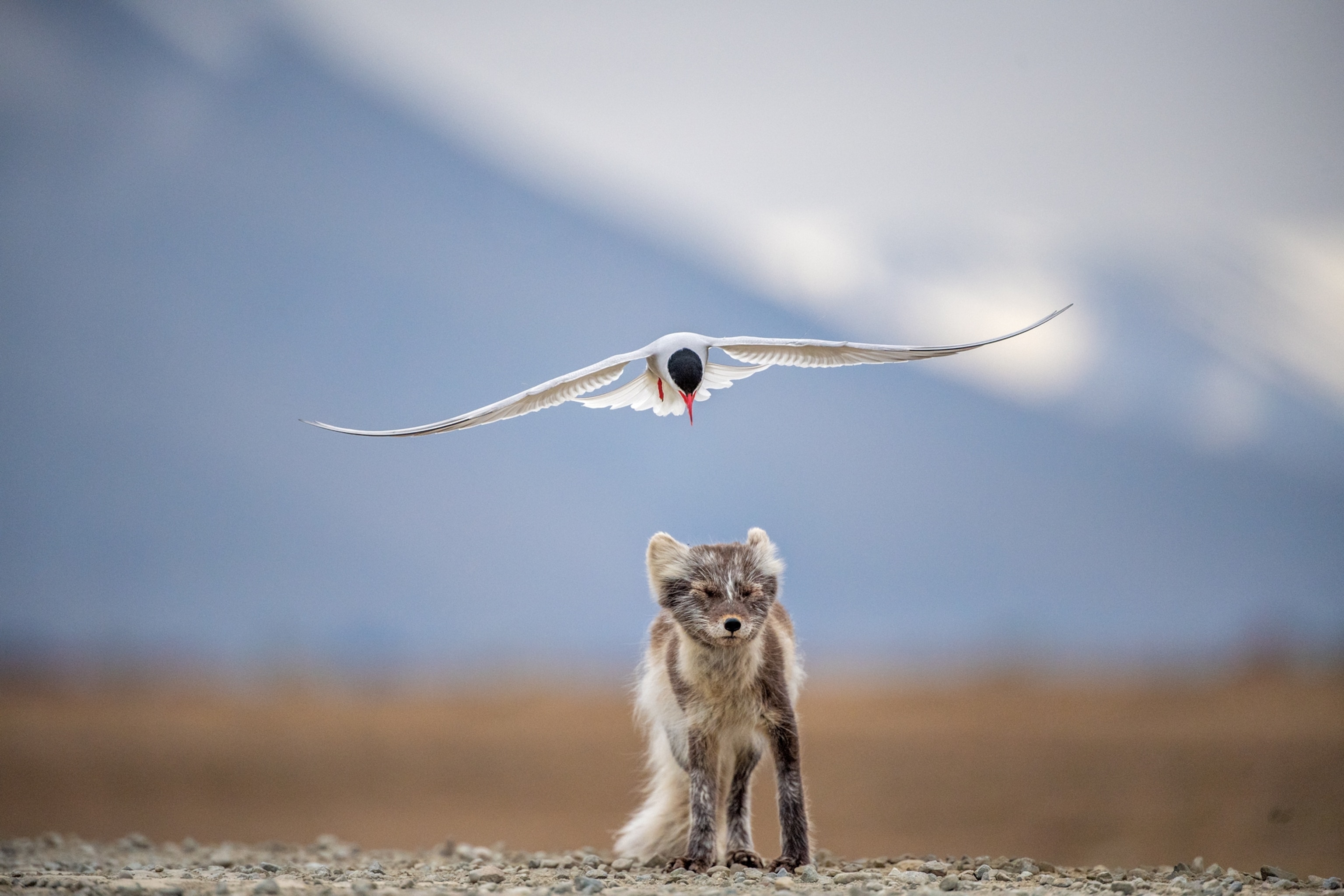 Picture of a bird flying after running away fox.