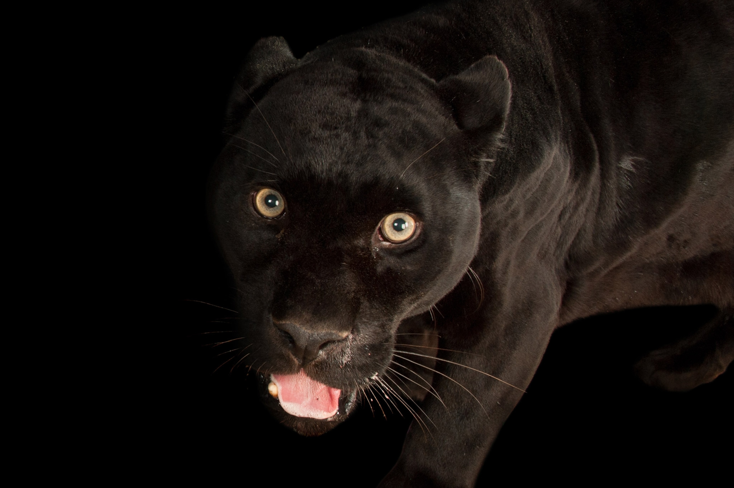 a black jaguar