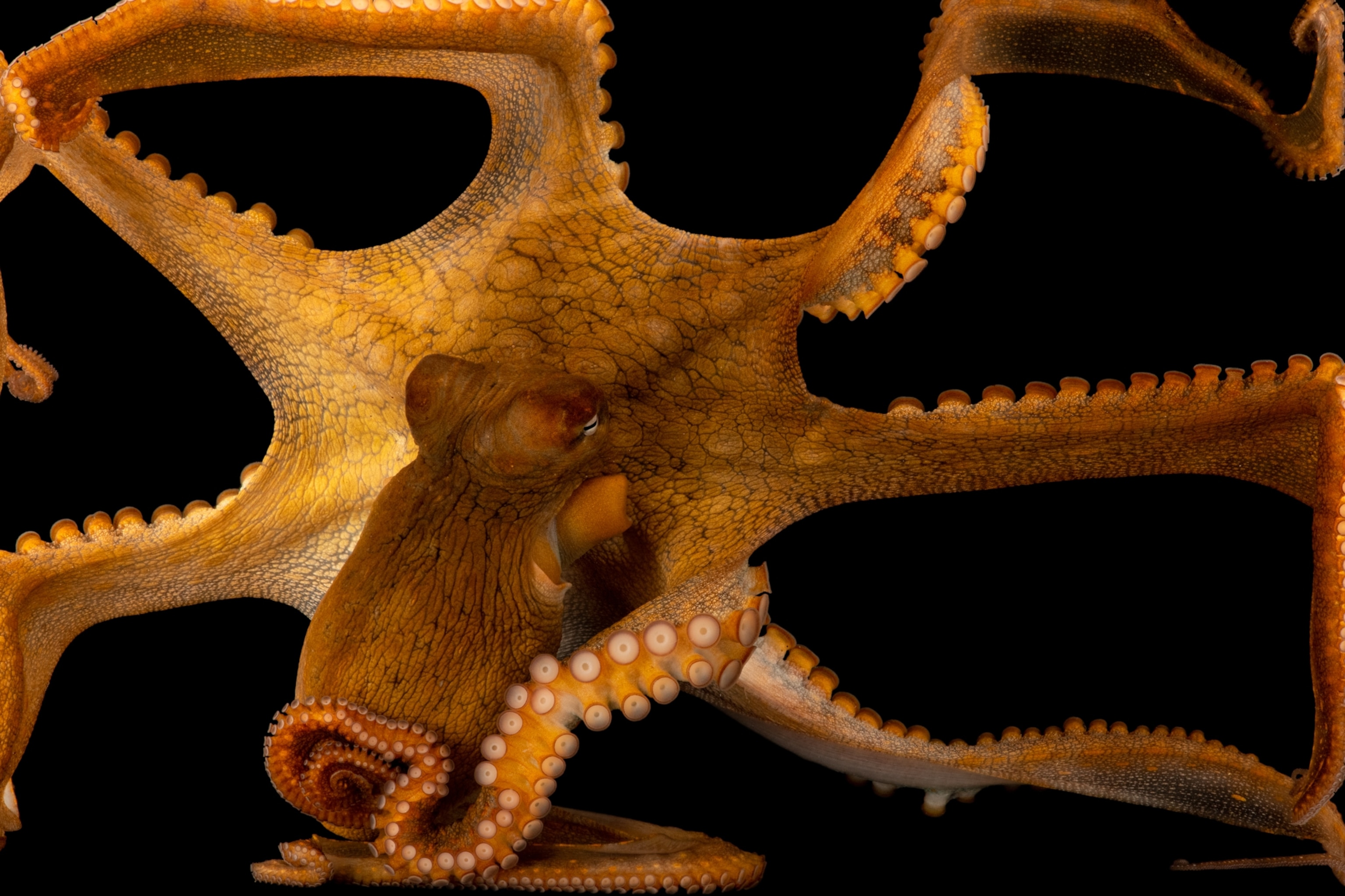 A day octopus is photographed against a black background, its tentacles spread across the entire frame.