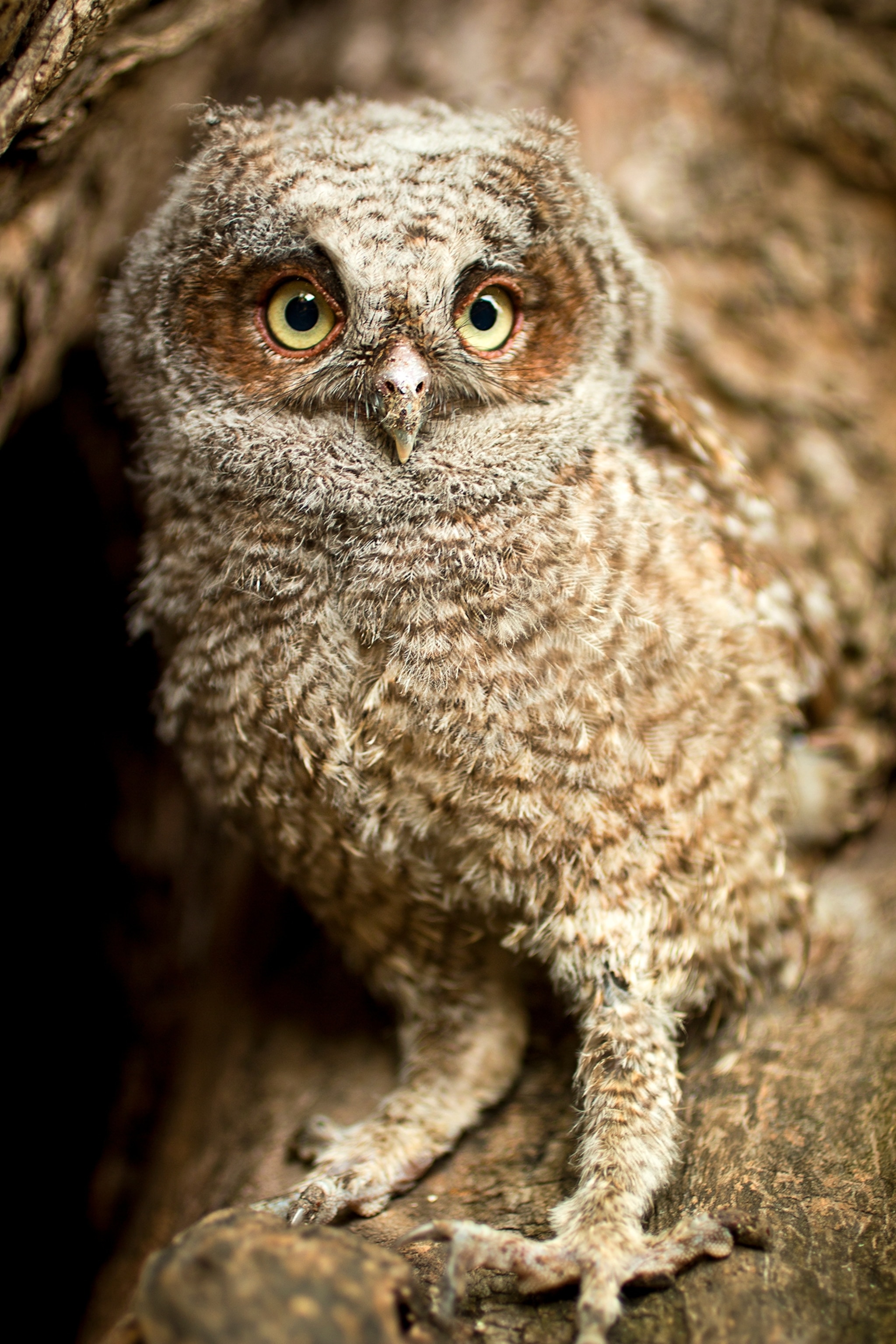 A close up of an owlet.