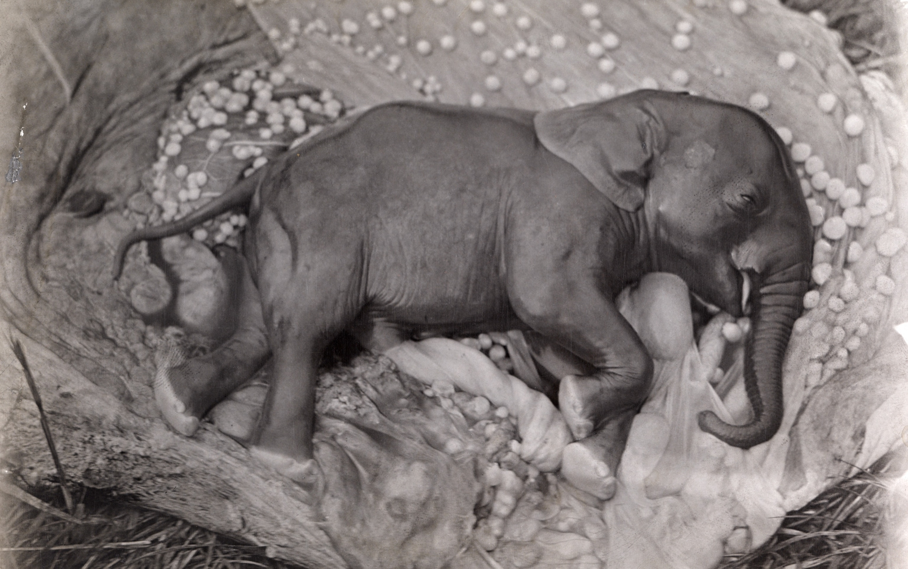 Black and white photo of elephant fetus.