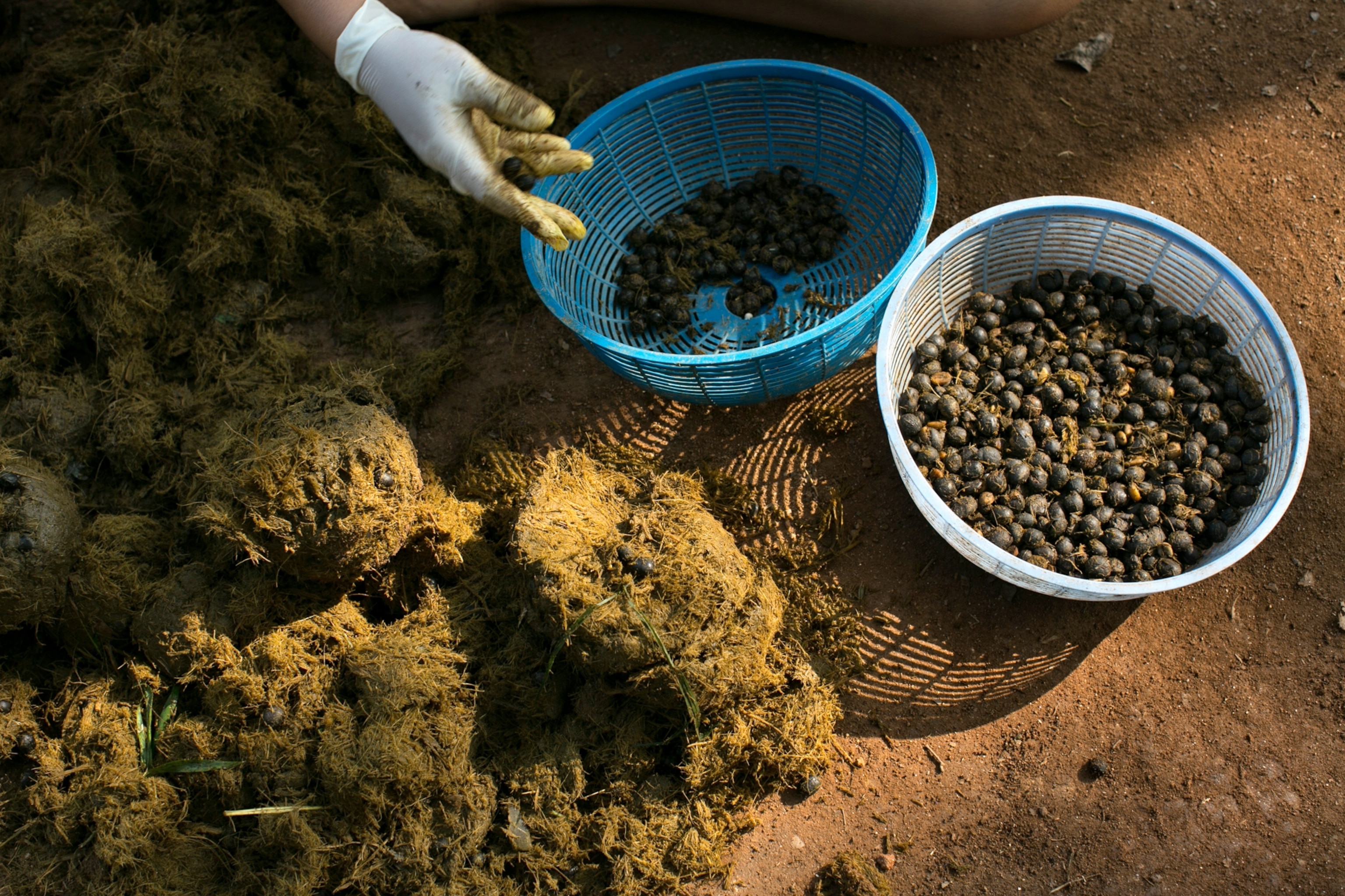 Mahouts' wives pick out coffee beans from elephant dung at an elephant camp