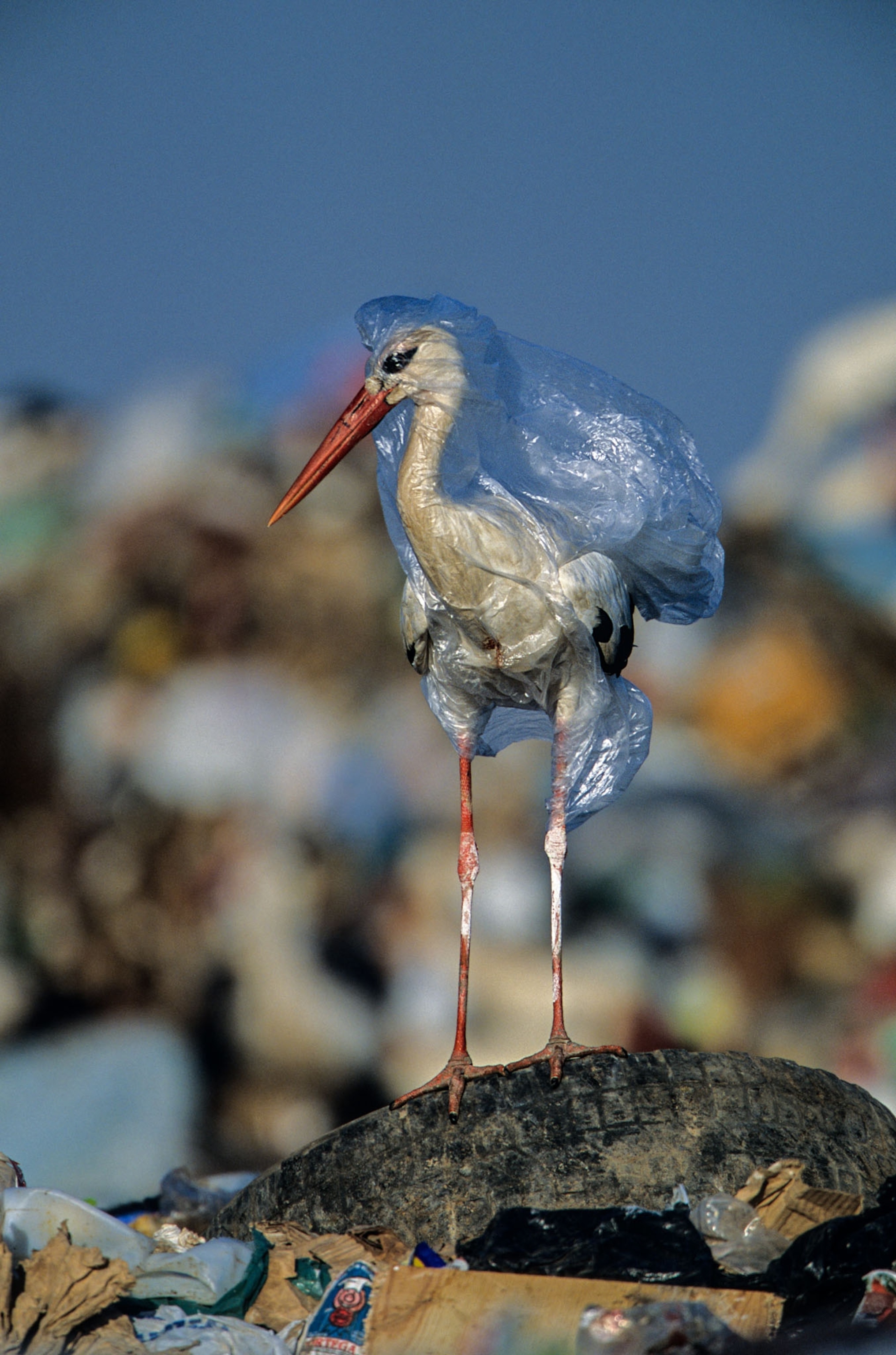 a stork trapped in a clear plastic bag standing on the shore