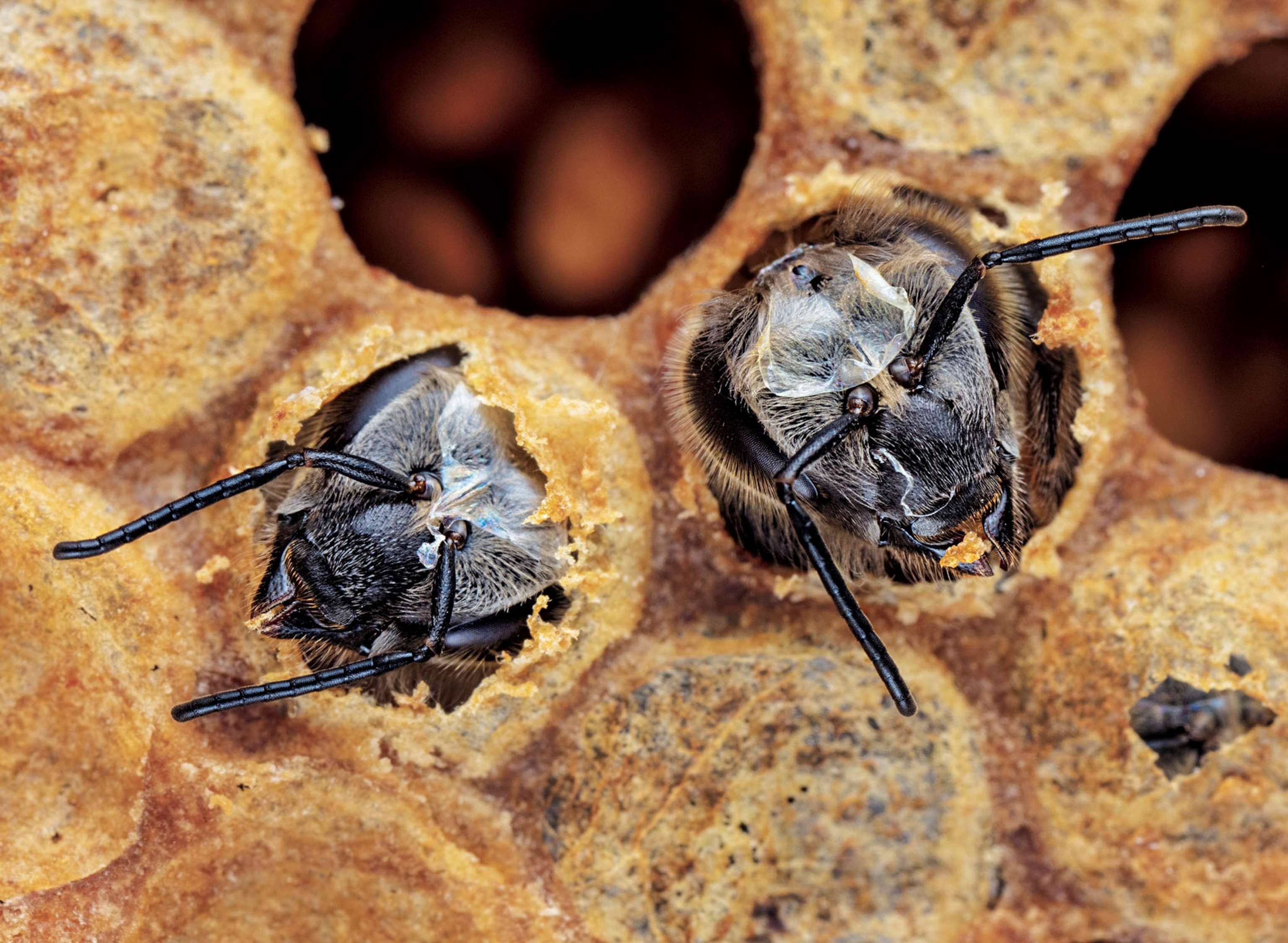 two bee heads popping out of a wax cell