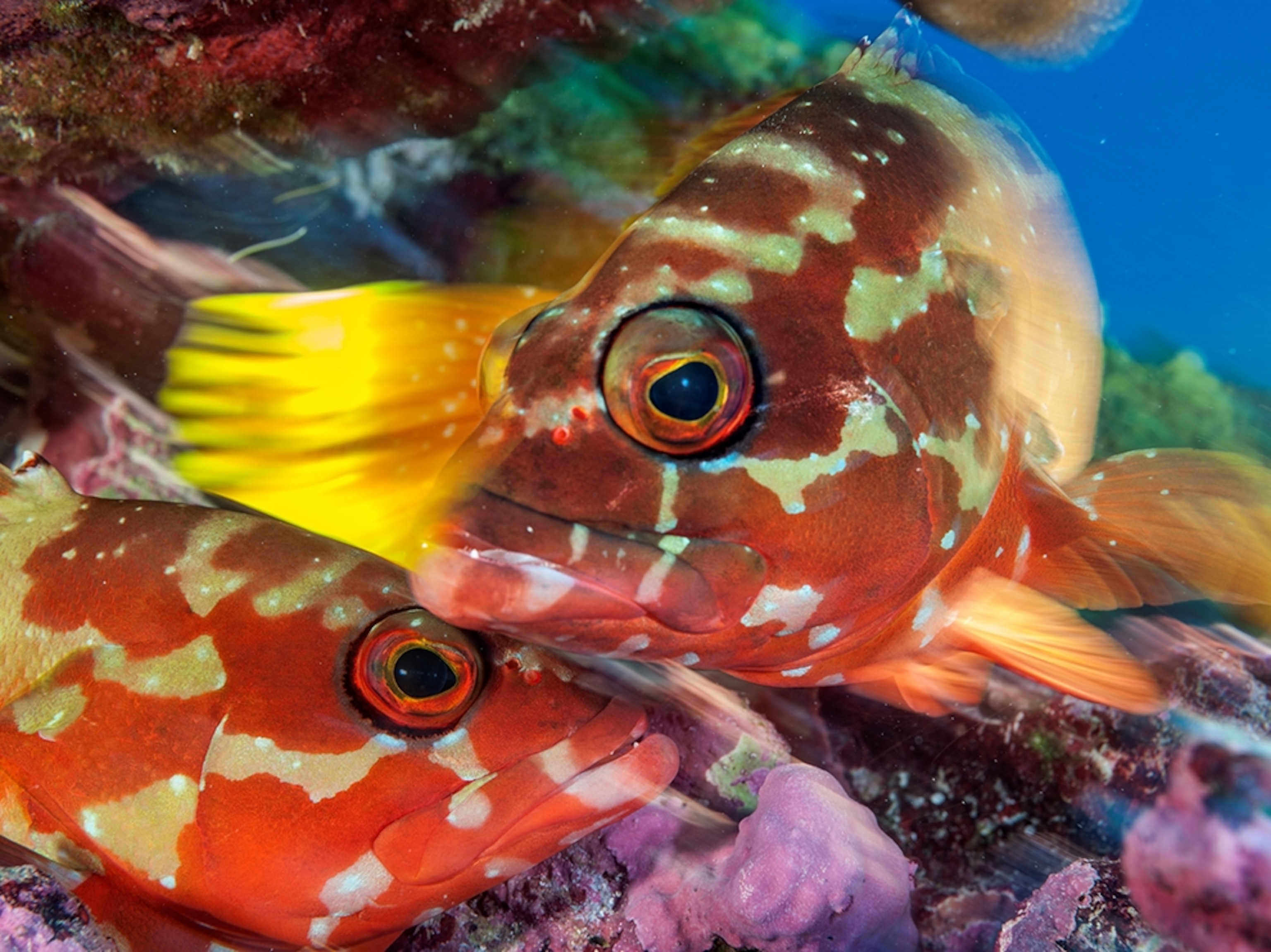 blacktip grouper at Starbuck Island, southern Line Islands