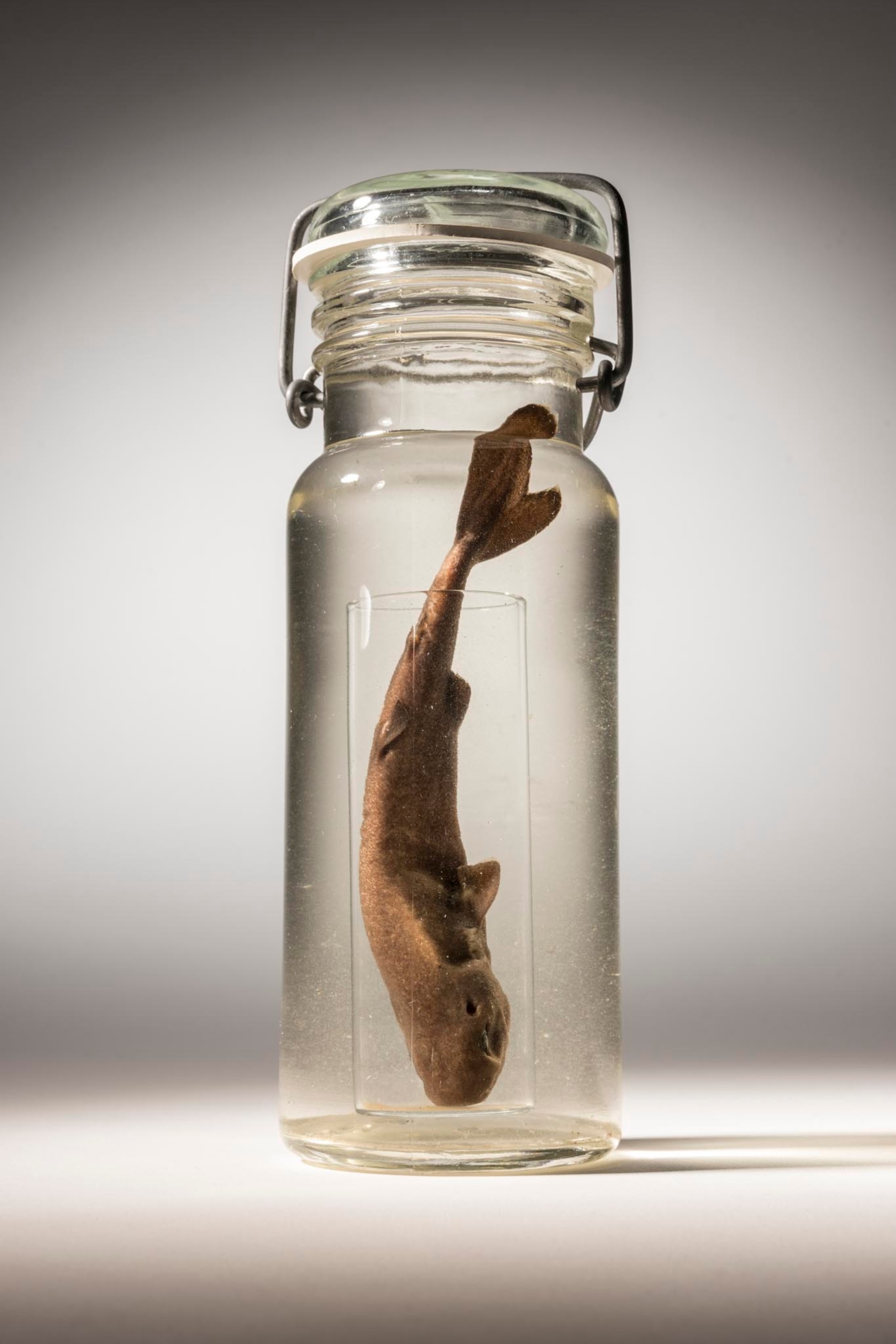an American Pocket Shark in a jar