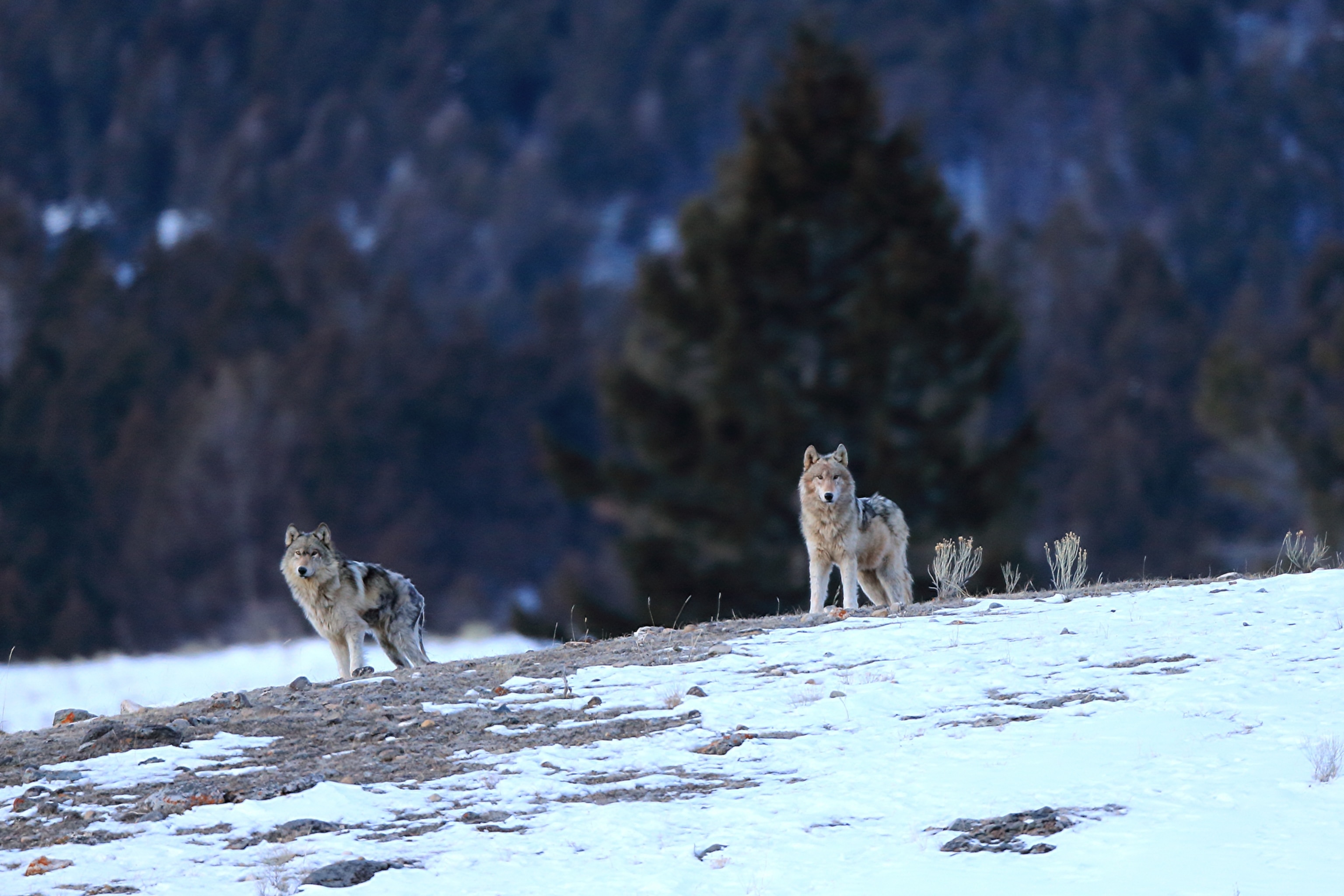 Two wolves on a snowy open space