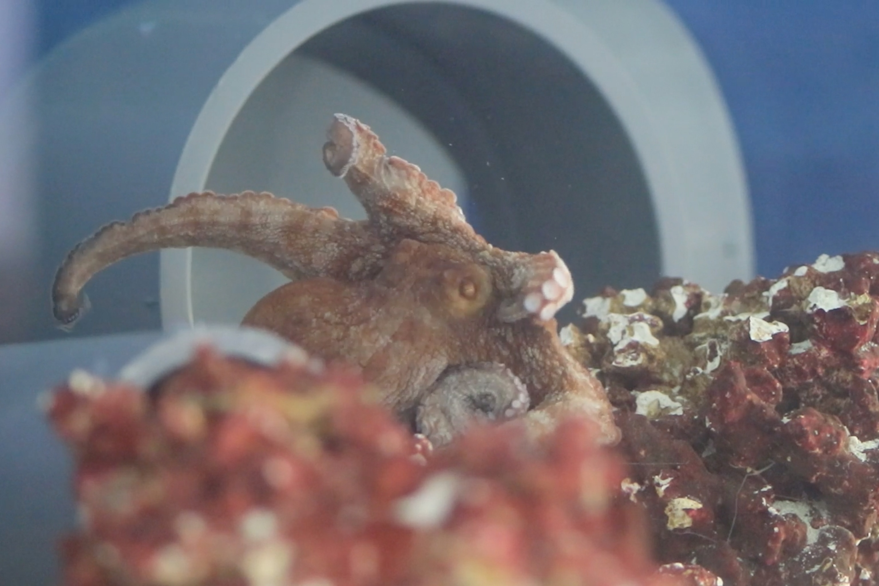 A sleeping octopus has changed from mostly white to a patterned brown color and is thrashing its tentacles about.