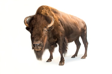 an American bison