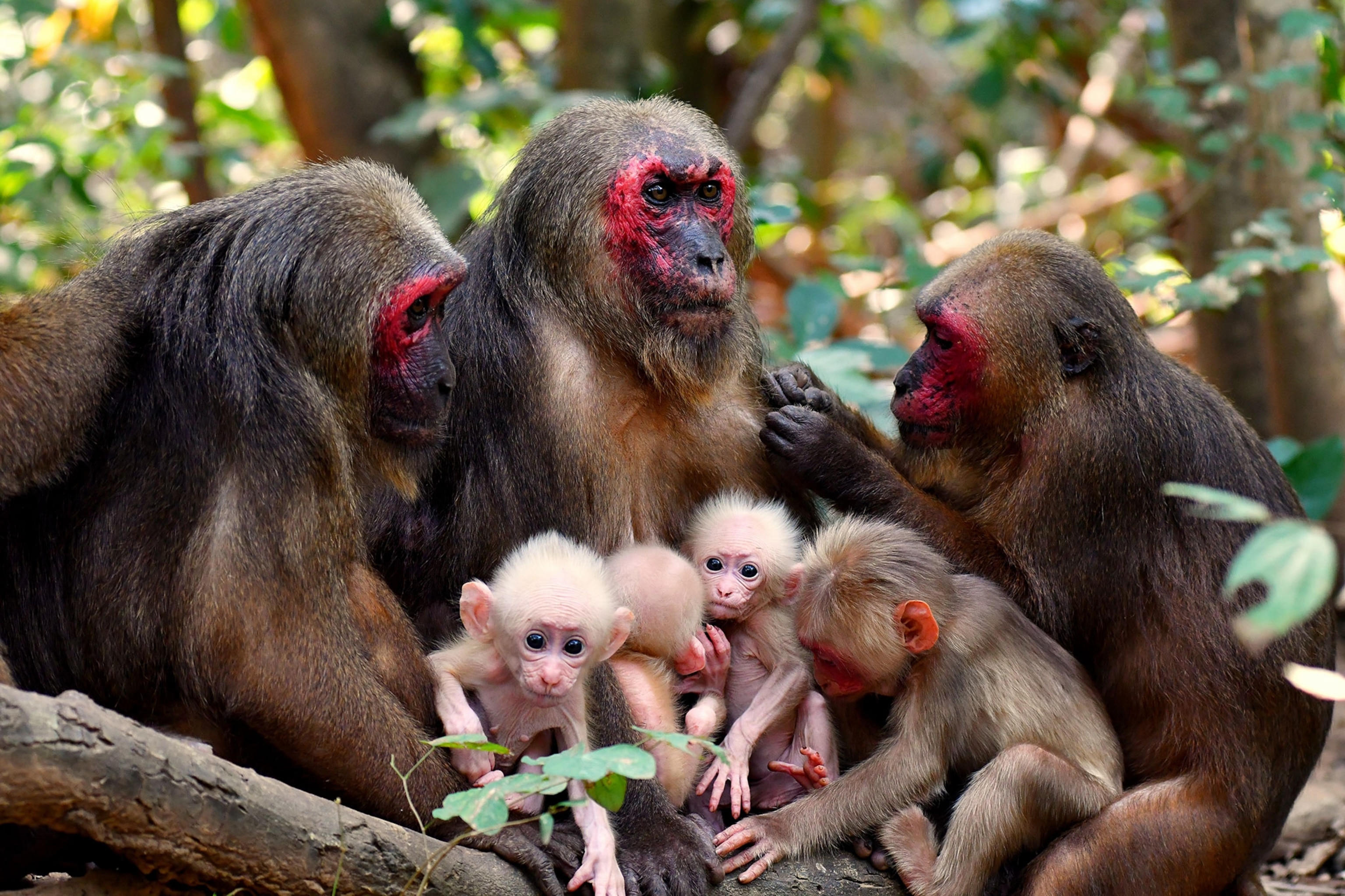 twin monkeys