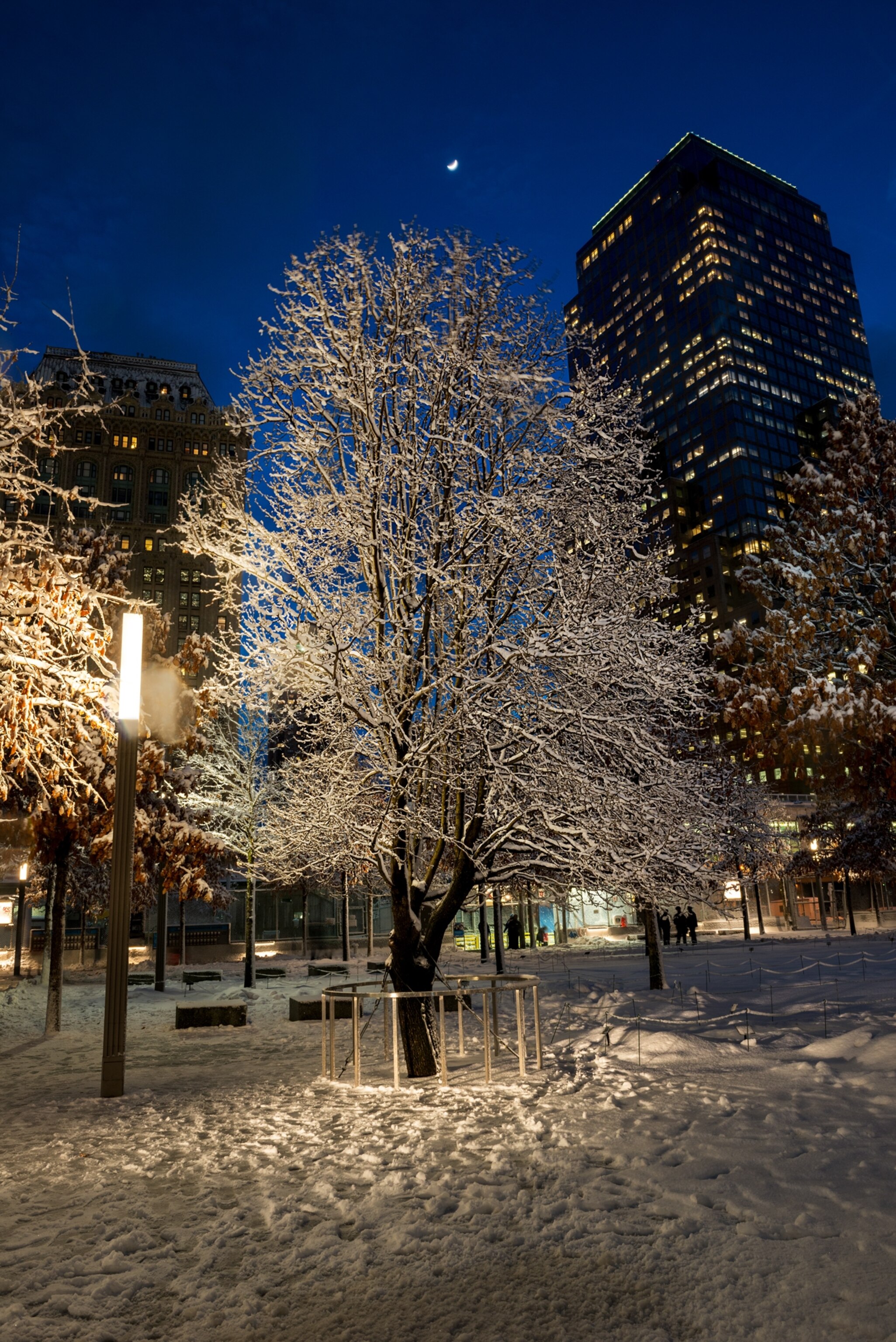 the pear tree in winter with snow on it in New York