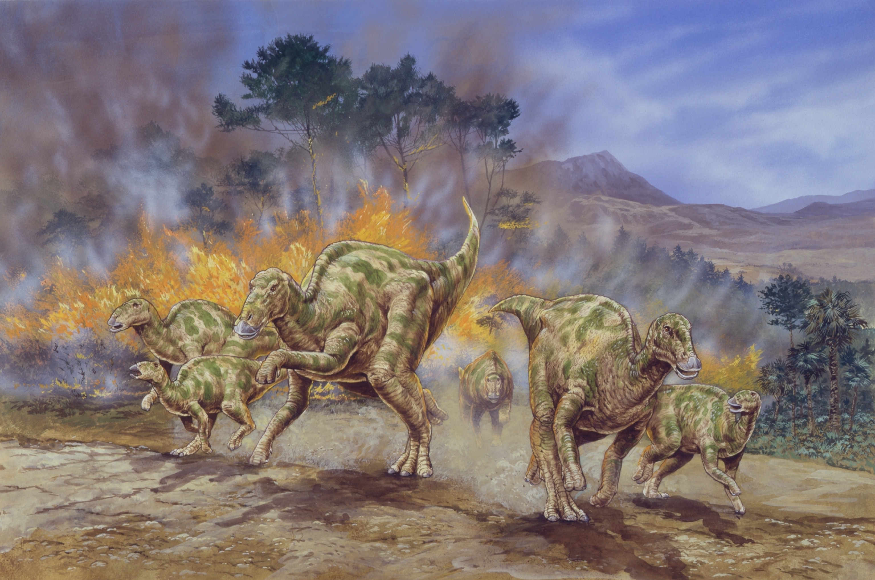 Illustration of herd of Hadrosaurus running away from fire