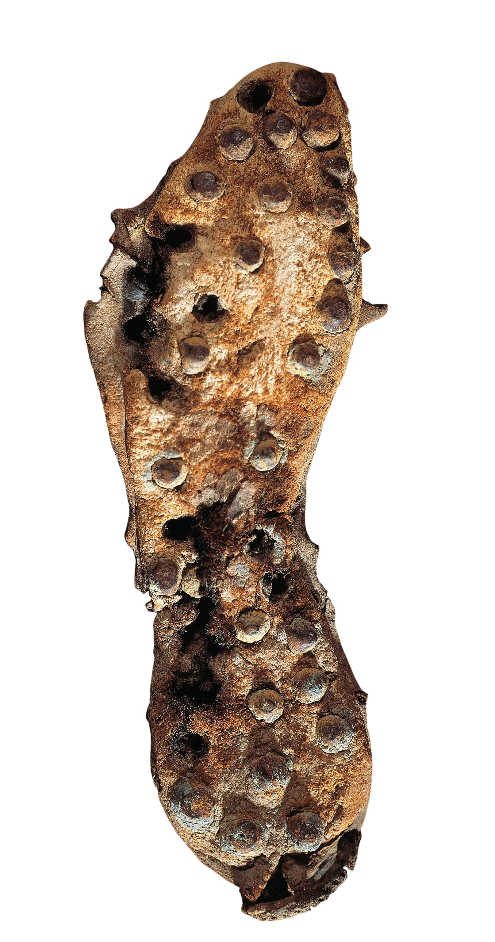 A crusty shriveled shoe sole with metal studs sticking out of it