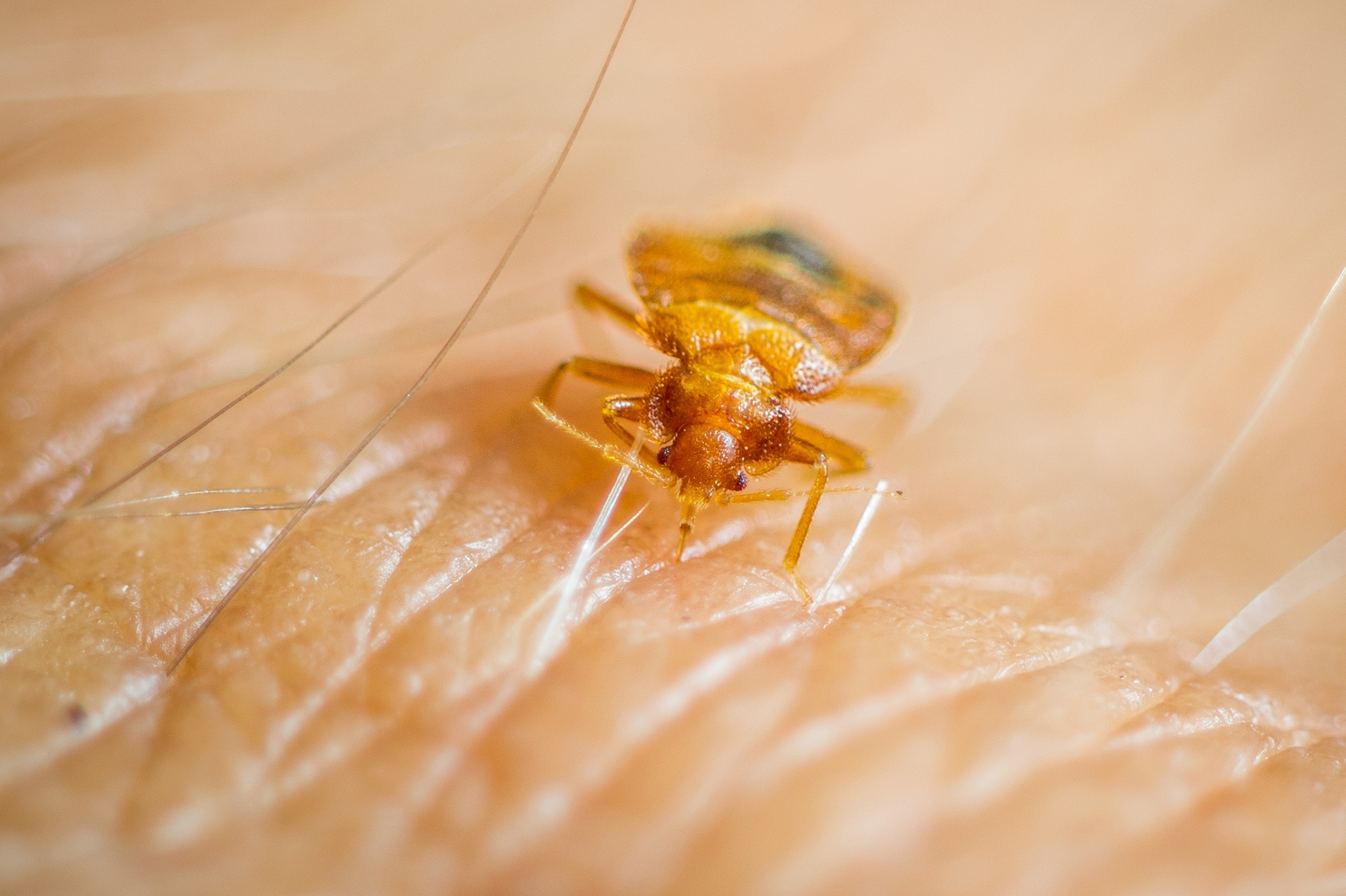 Bed bug feeding on human skin.