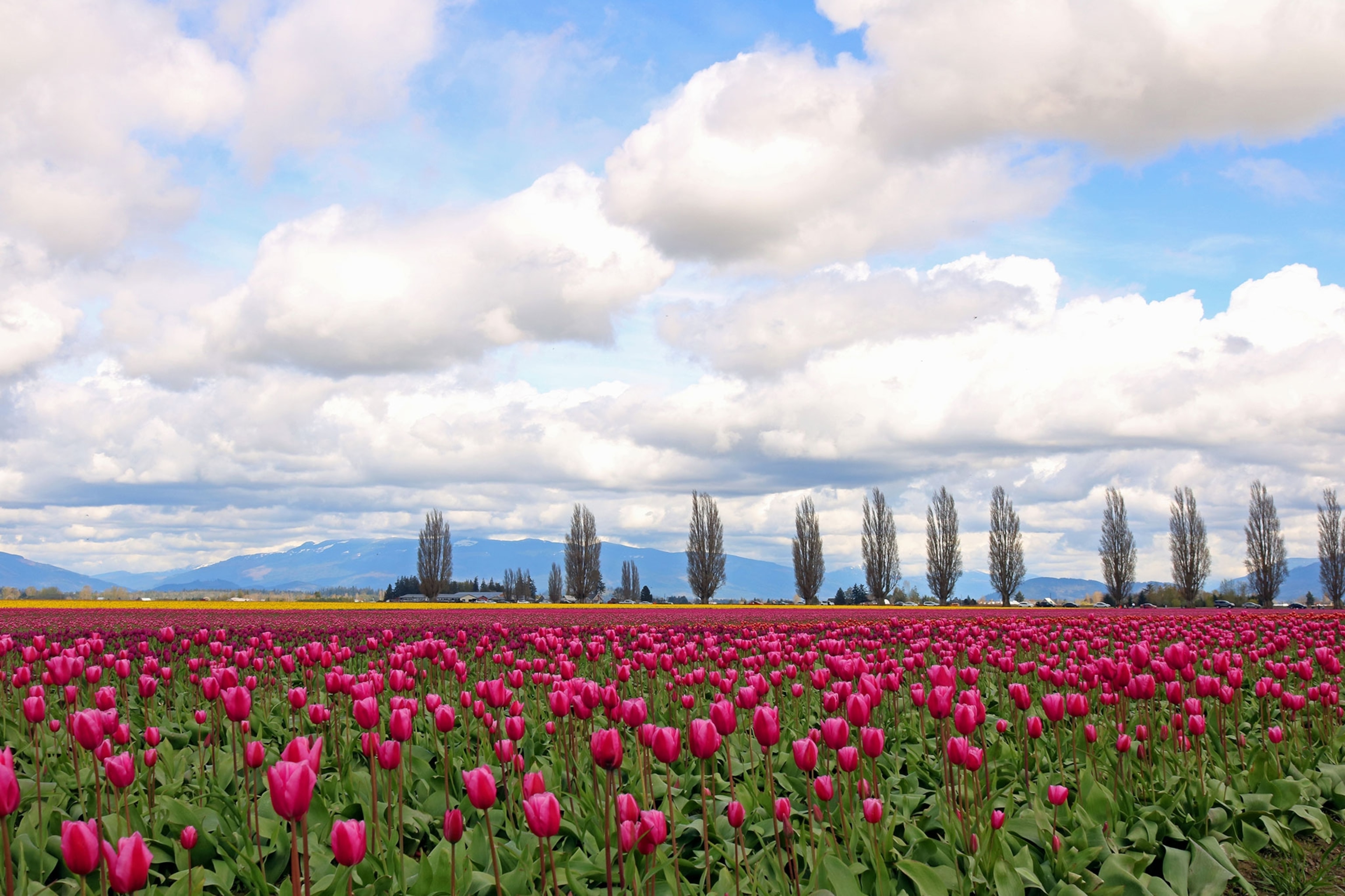 A big field filled with pink flowers. Tall trees line the field and a mountain range sits in the distance.