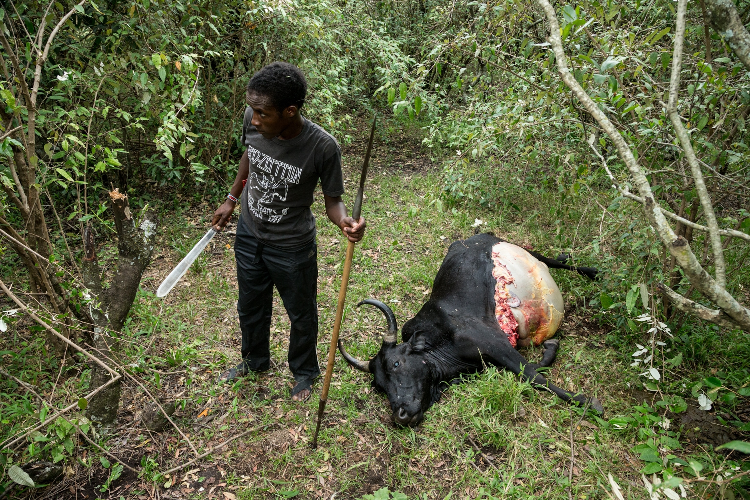 a dead cow and a man with long knife.