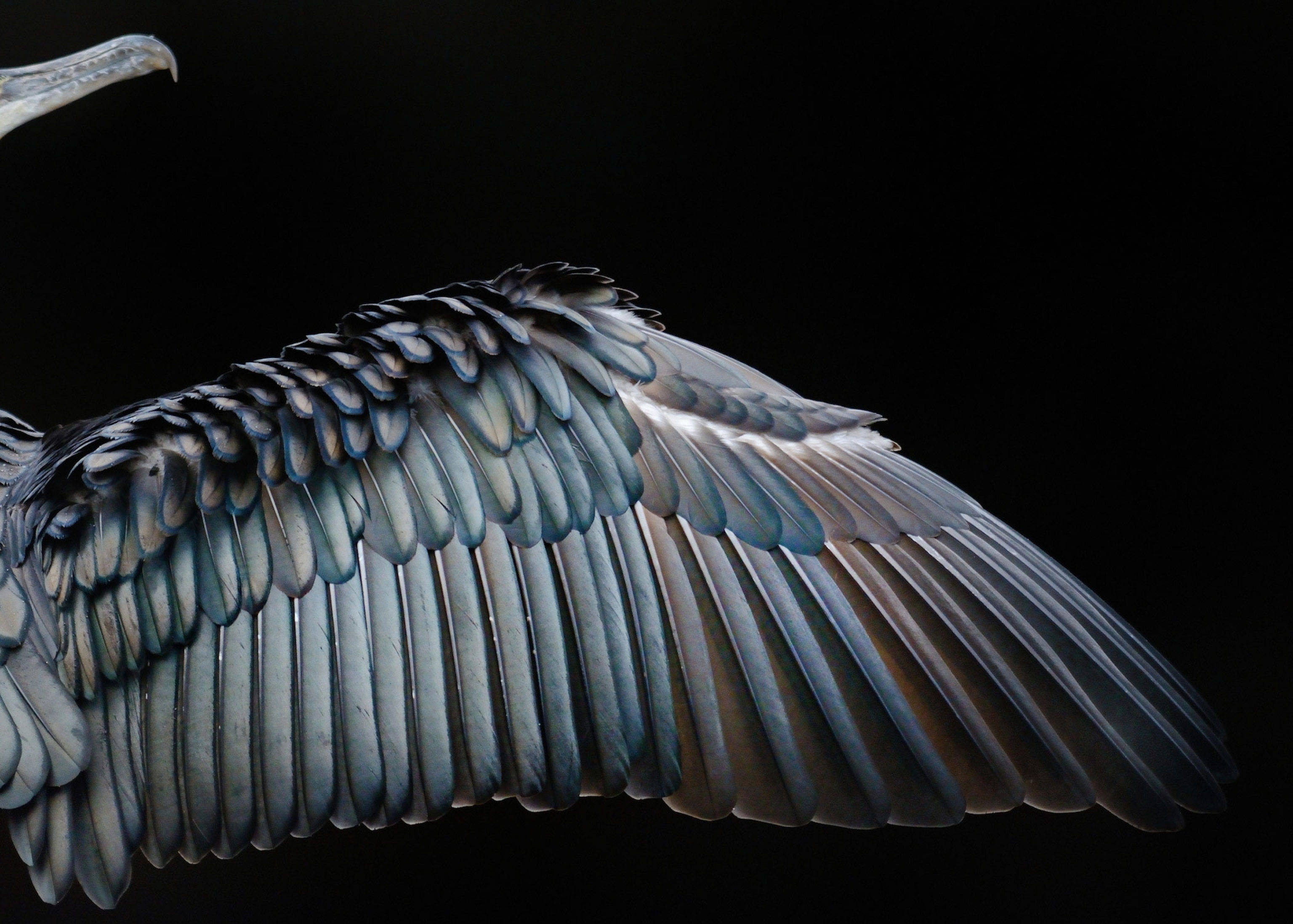 bird