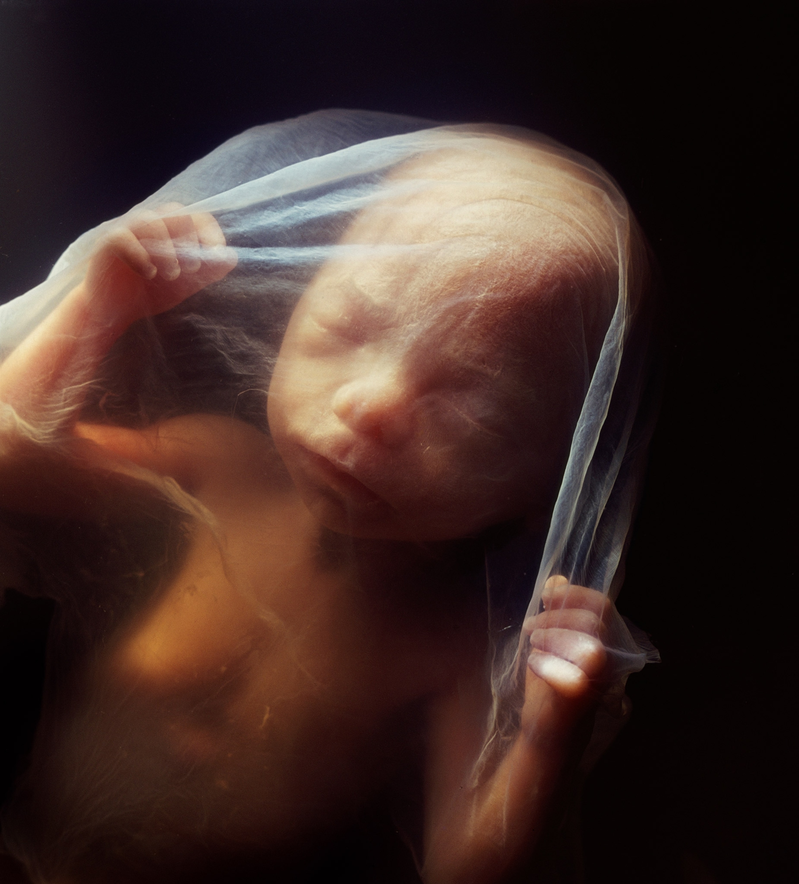 A baby on a black background with a thin vail around its body.