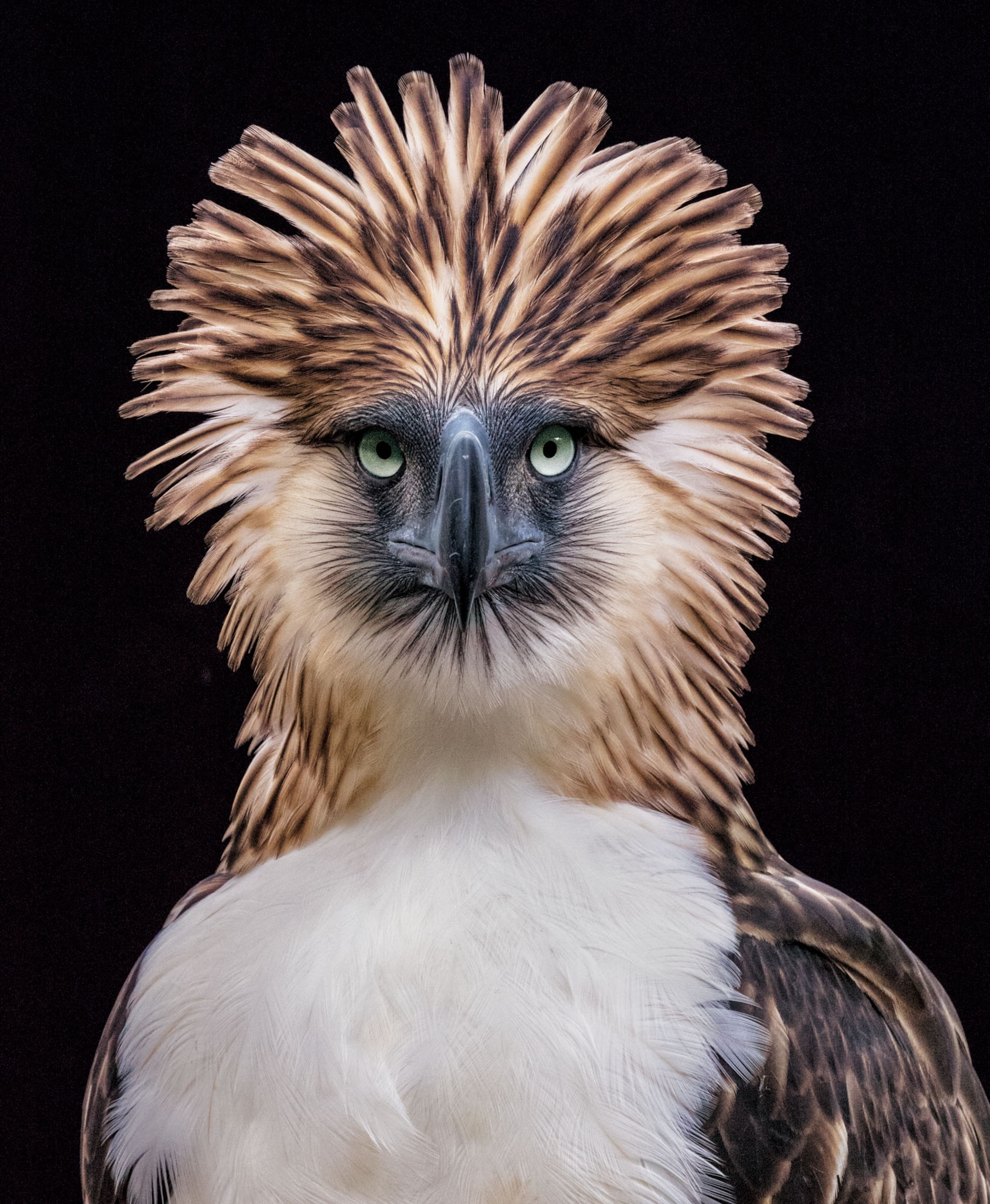 the philippine eagle looking straight into the camera