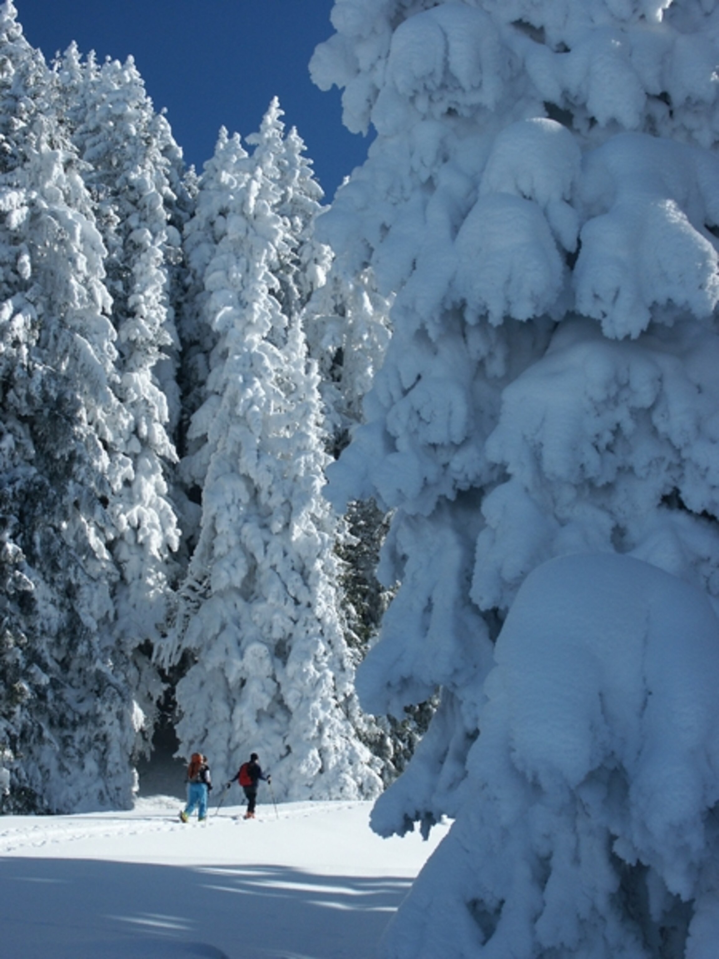 Skiers near snow covered trees in Switzerland