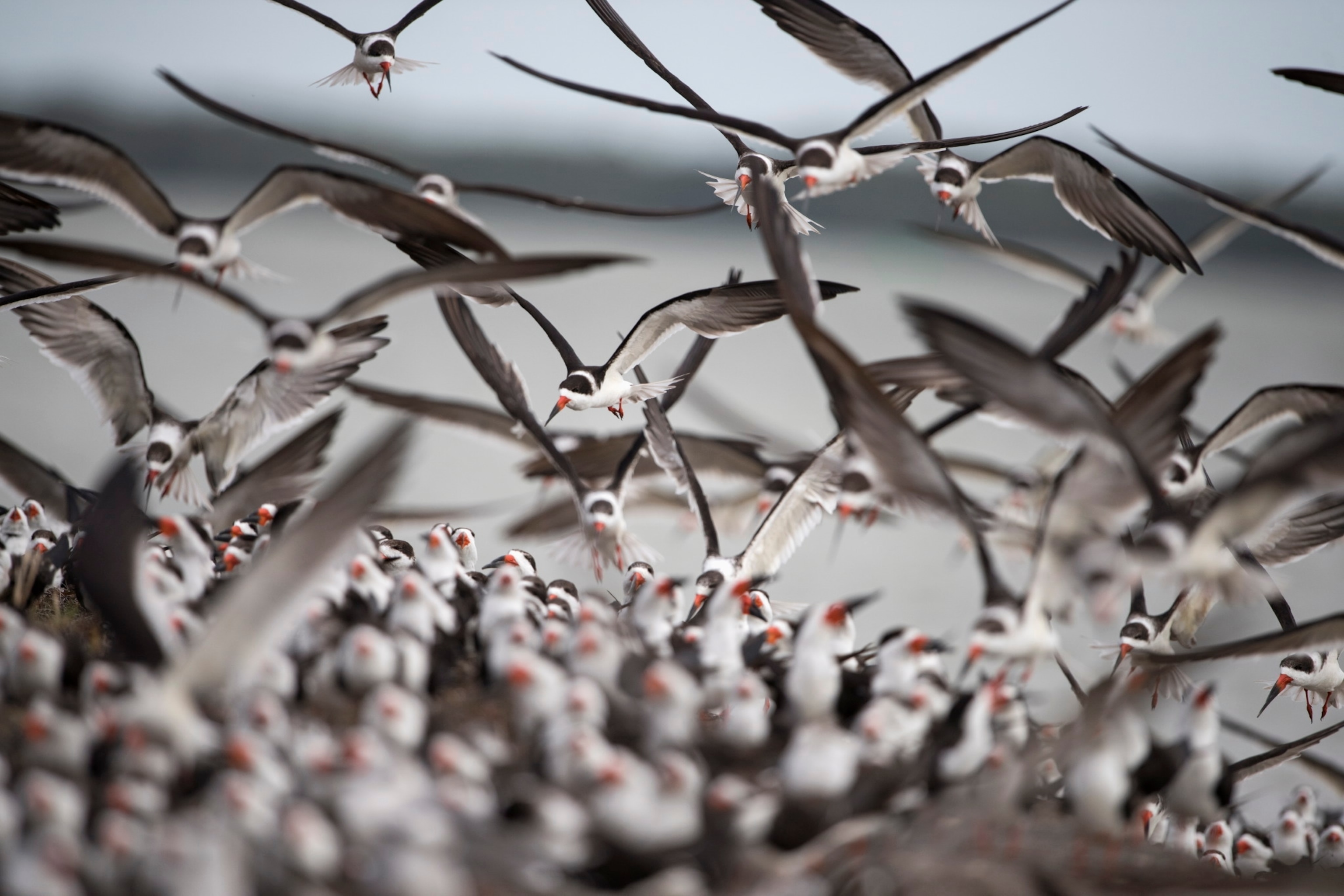 Many birds flying