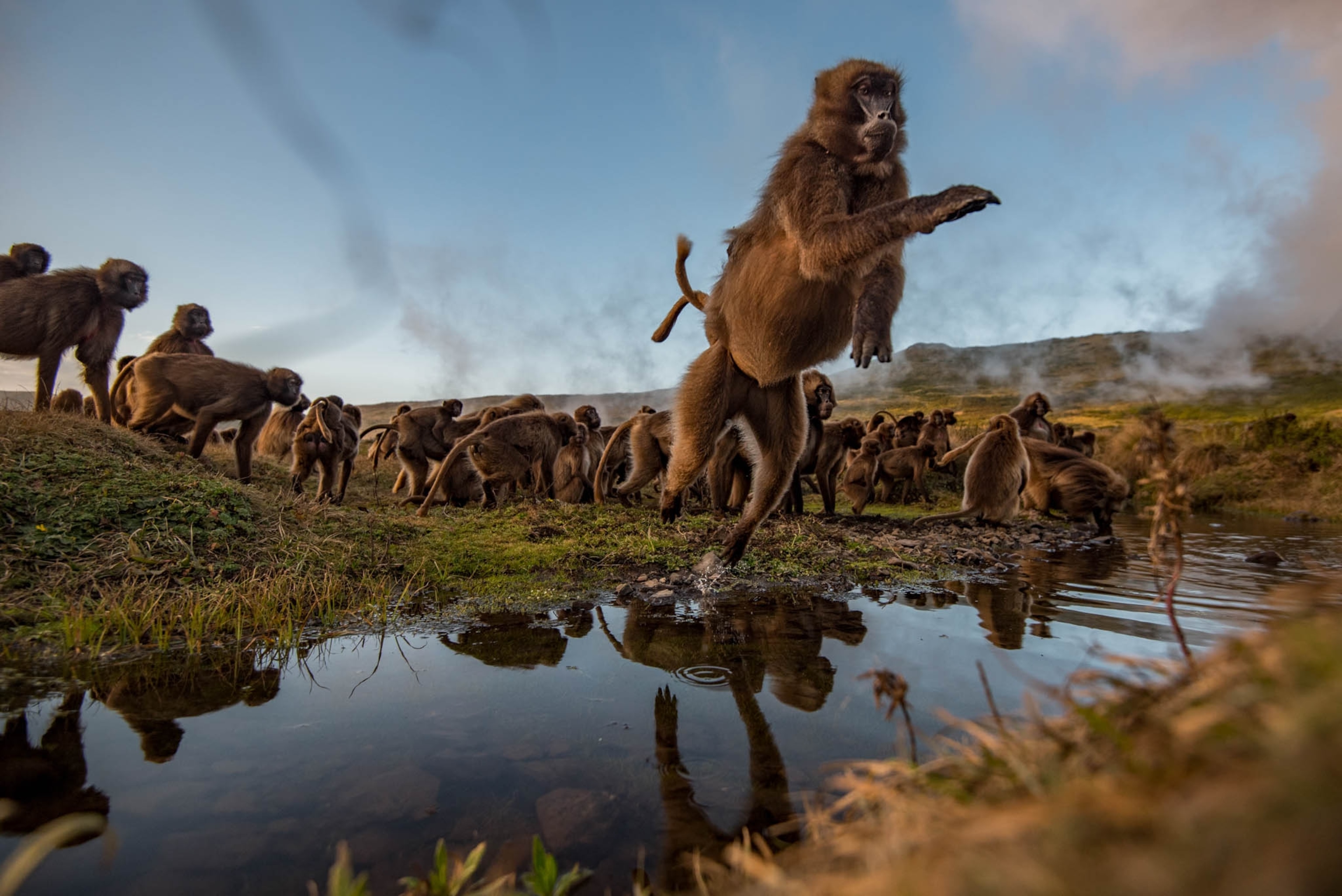 a gelada leaping over a small runoff stream with an infant clinging to her back